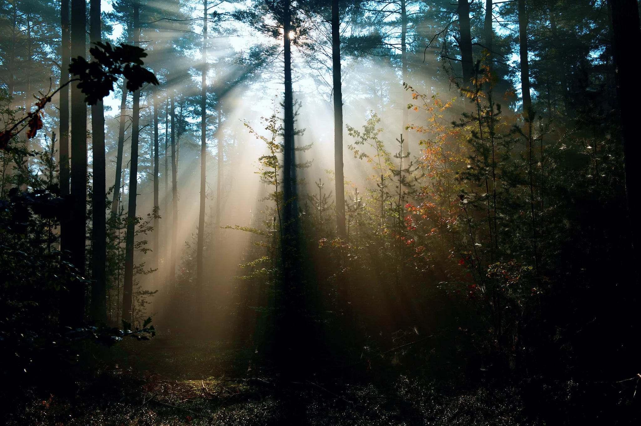 Nature Sunlight in Trees.jpg