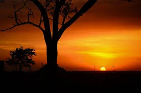 Mature Sunset Scene.jpeg