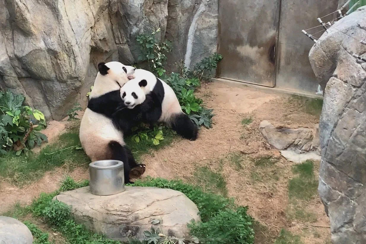Pandas are Mating