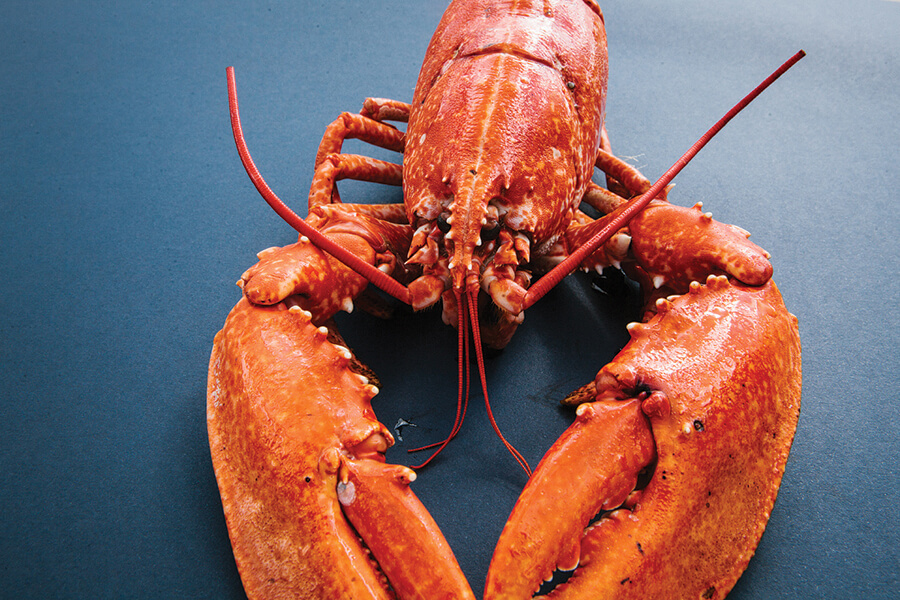 Lobster_4.jpg