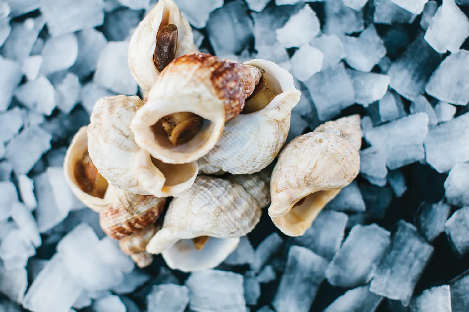 Whelk_1.jpg