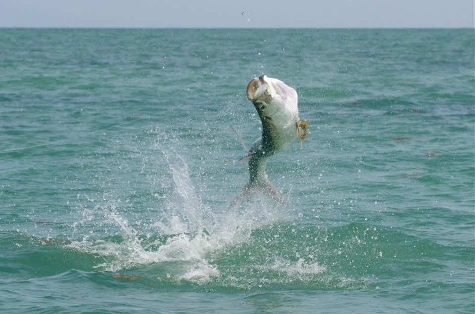 Fly Fishing in Belize