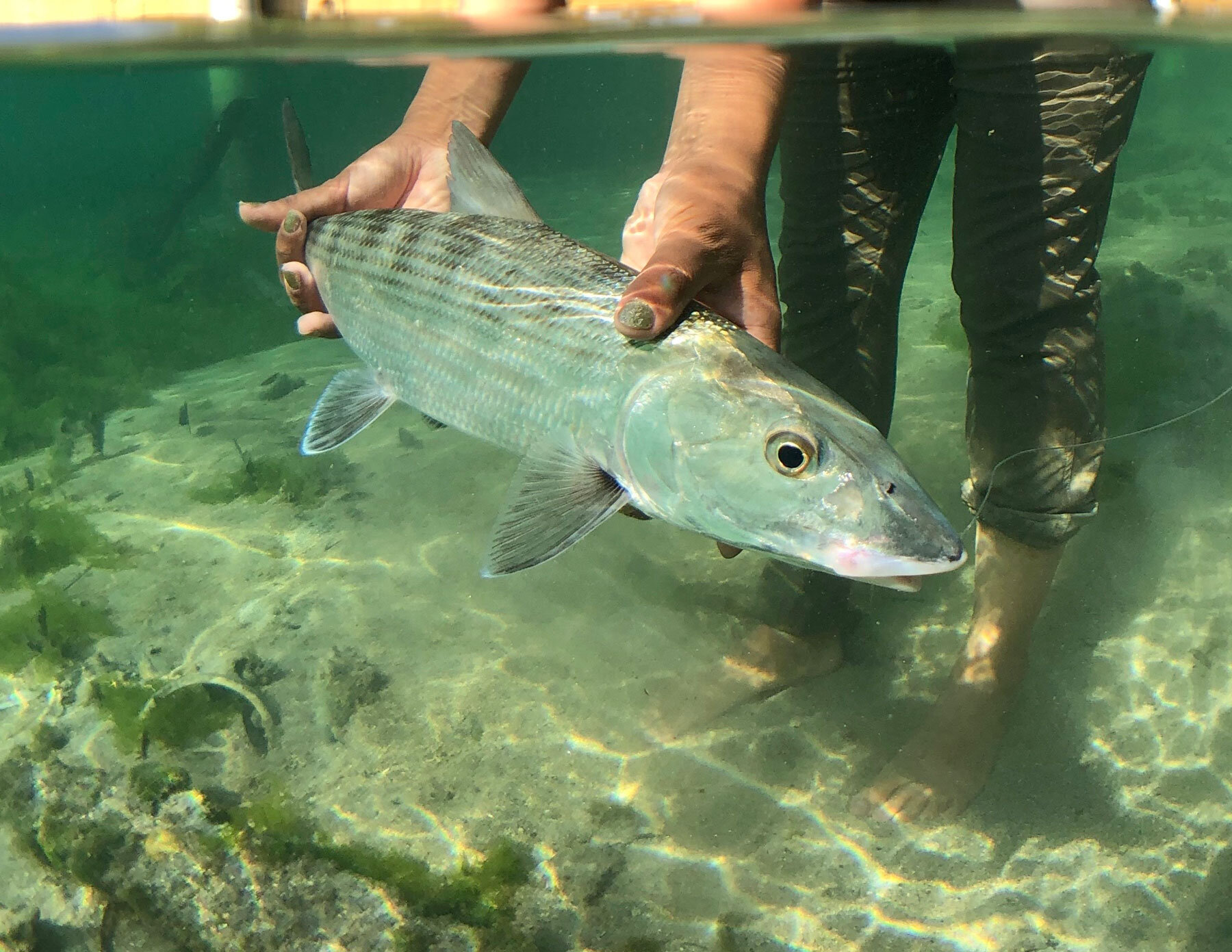   BONEFISH    Learn More  