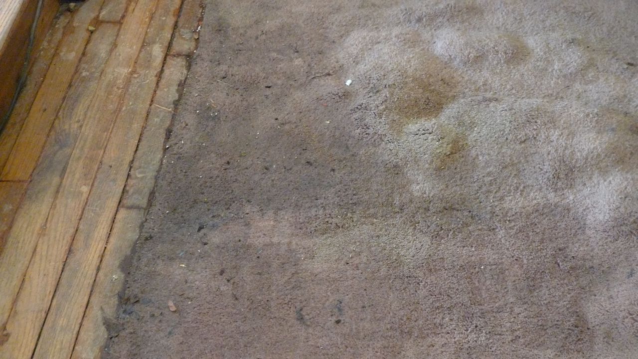 When we went to see the damage, the rug that was embedded in the wooden floor was bubbled up in big angry mounds.