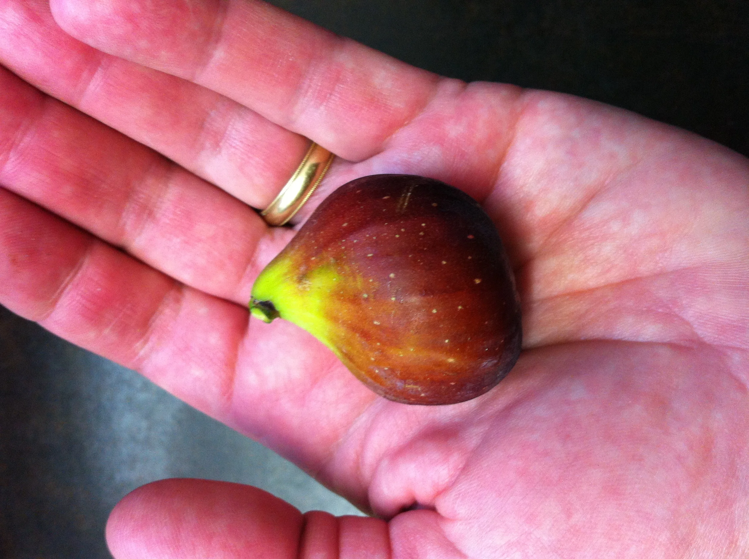 Calliope's Red Greek