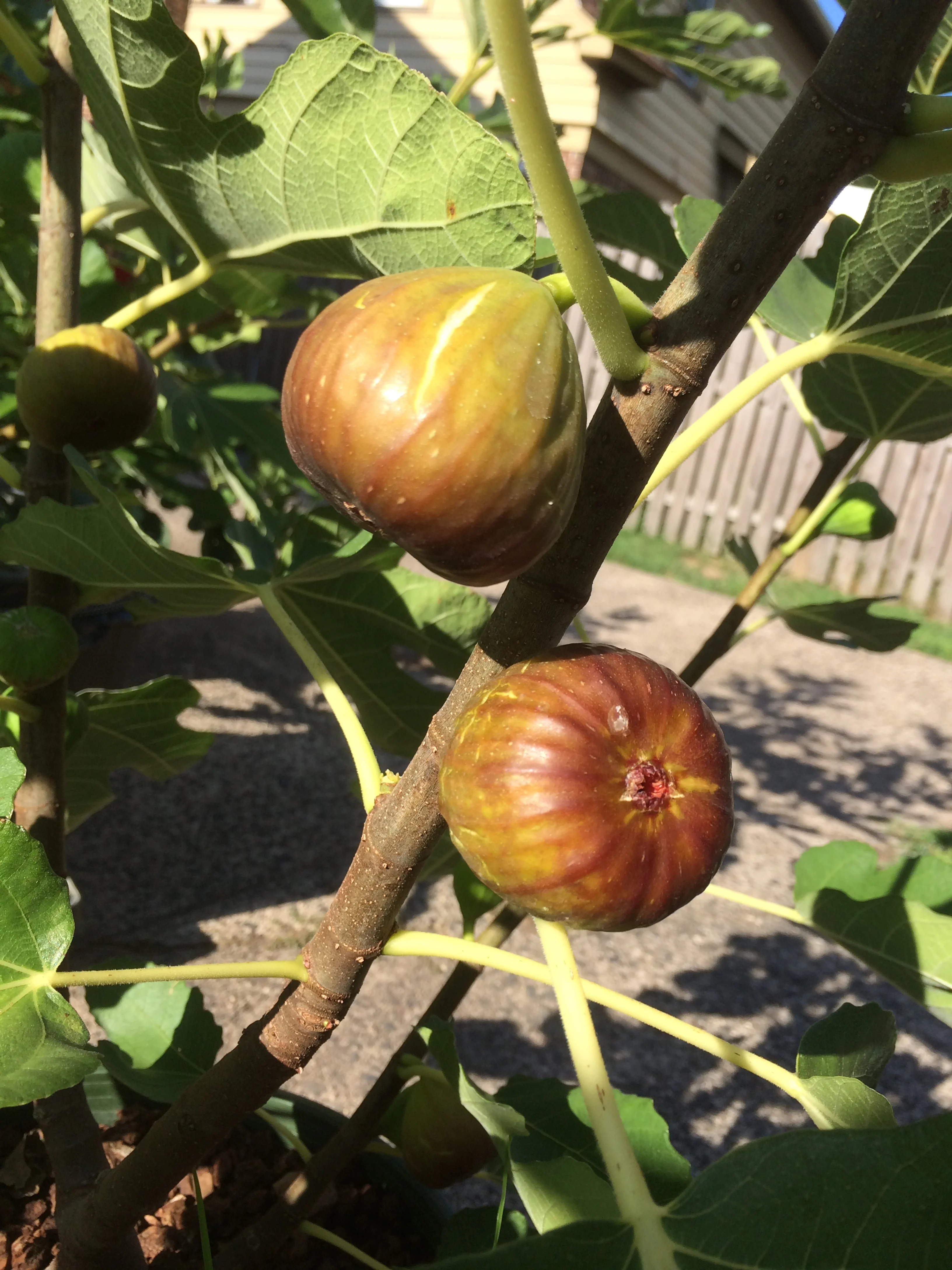 Calliope's Red Greek