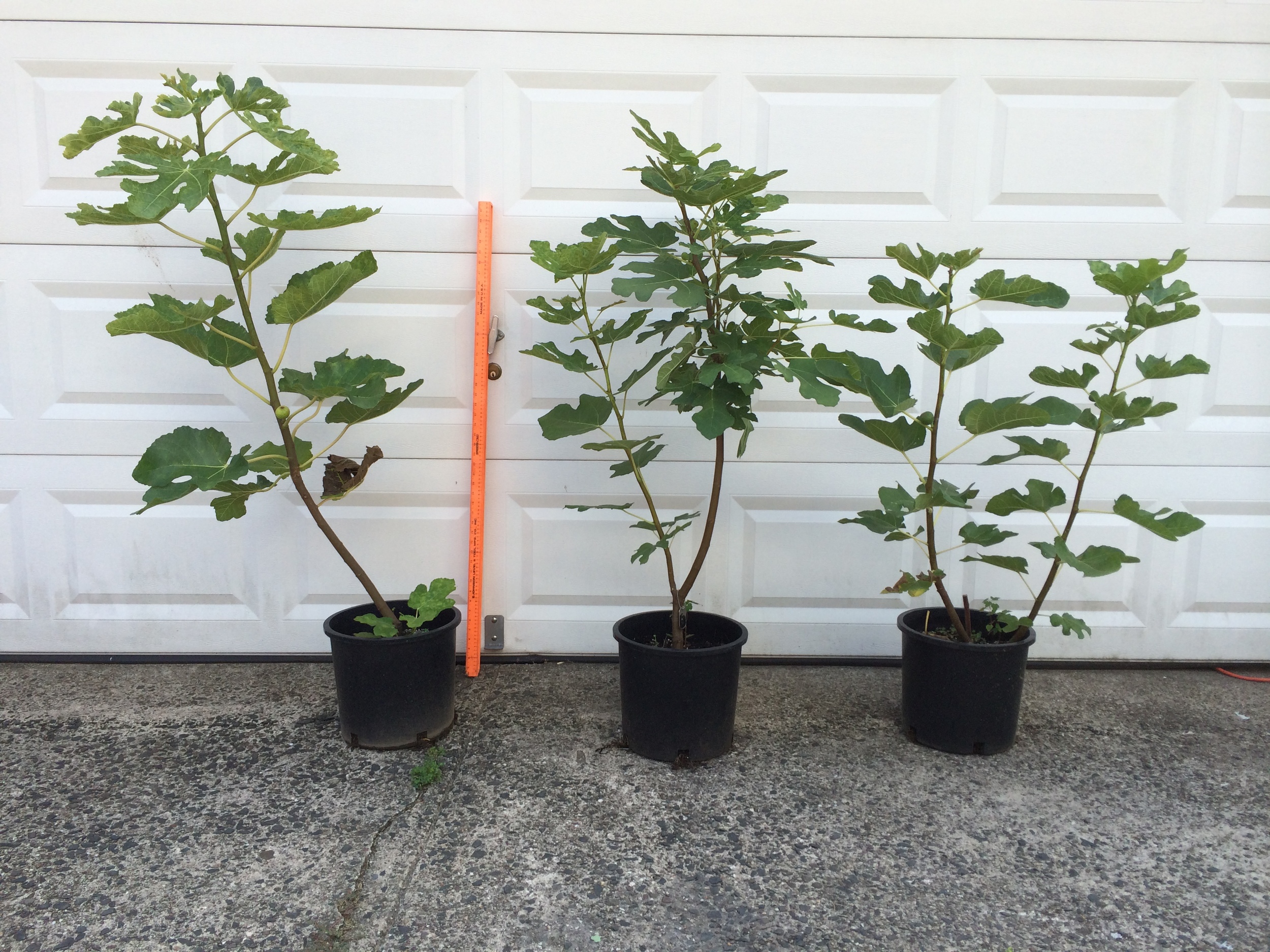 Trees For Sale Soon.....
