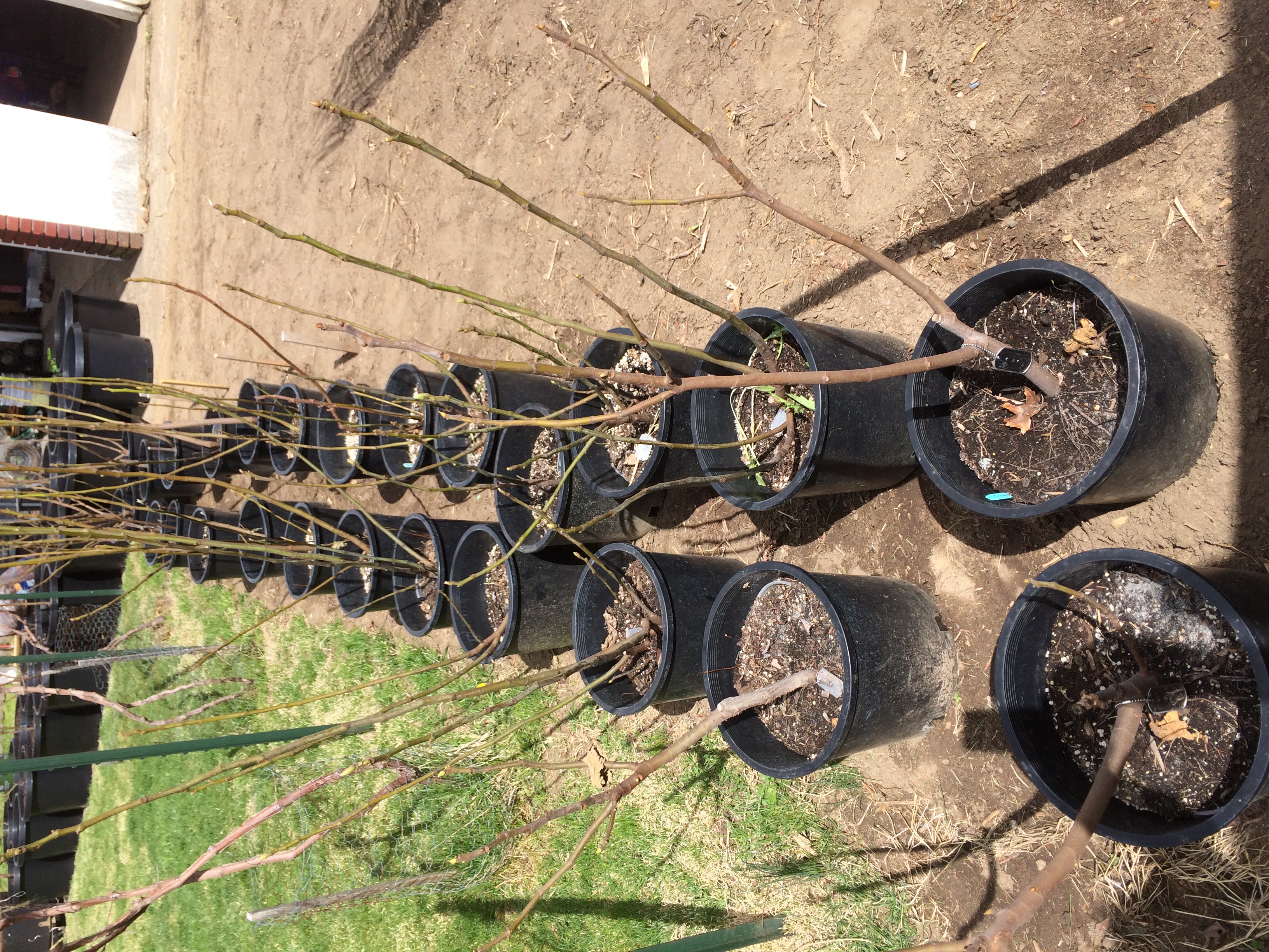 Nice assortment for sale this spring
