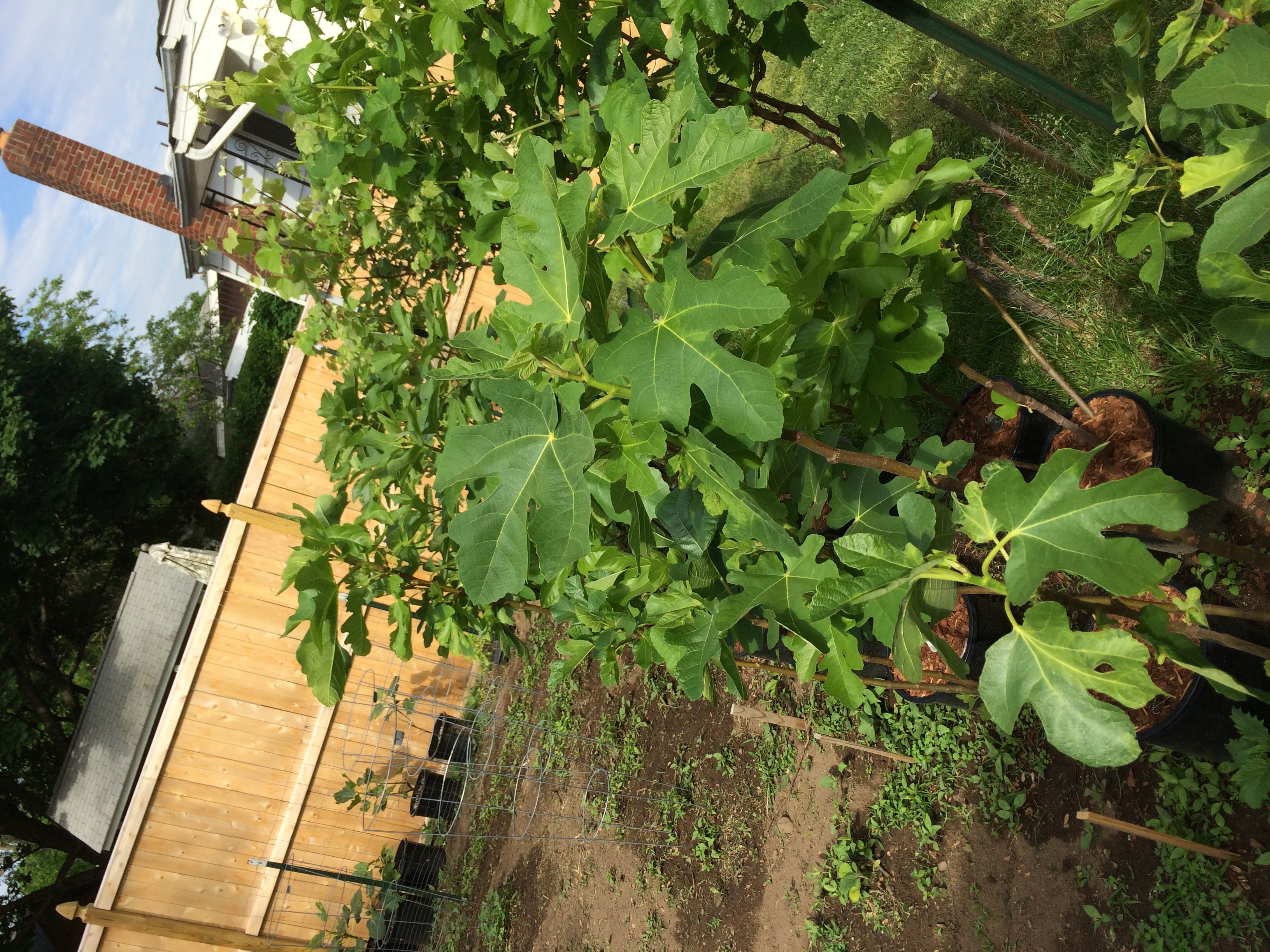 Beautiful fig trees of fruiting age...