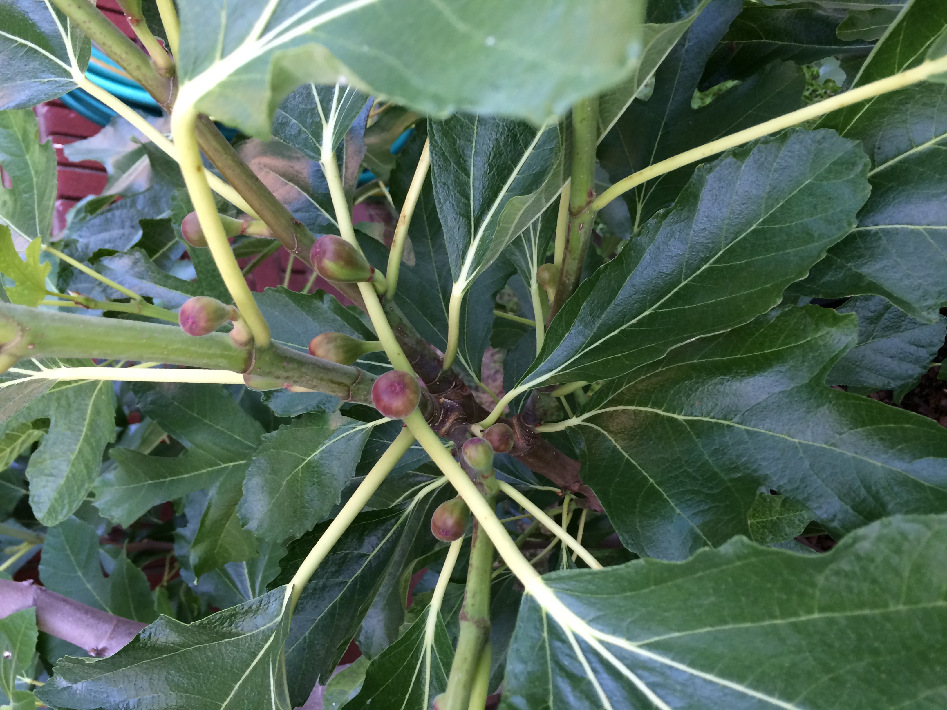 Negronne Figs