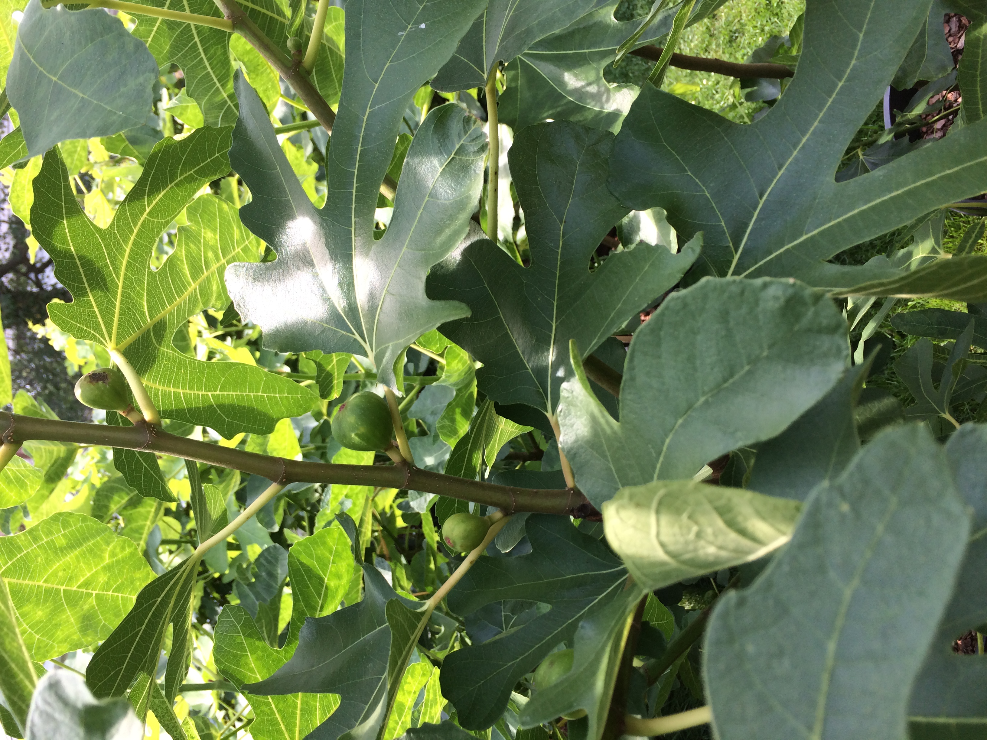 Young Ronde de Bordeaux Figs