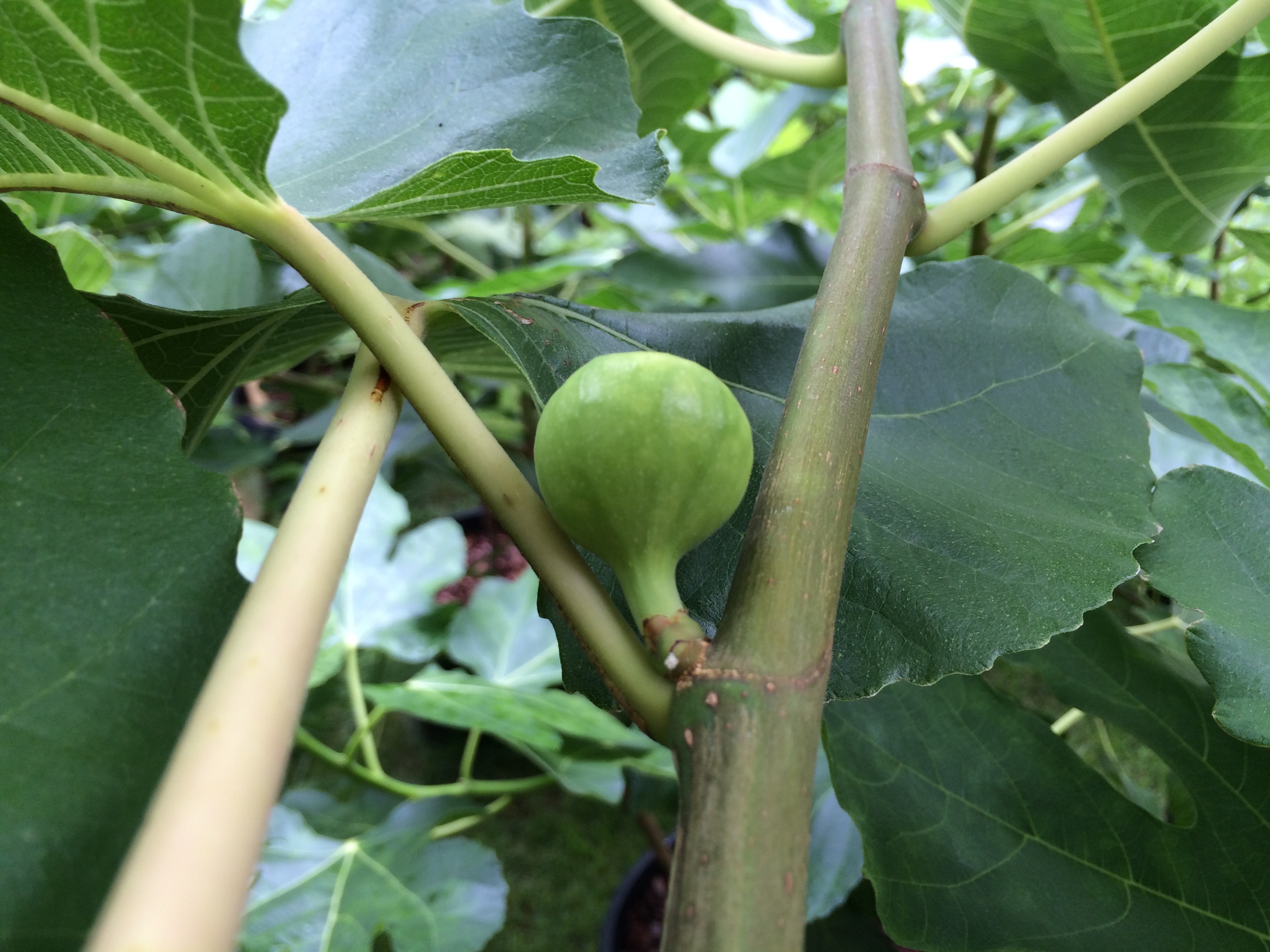 Young Violette de Sollies Fig