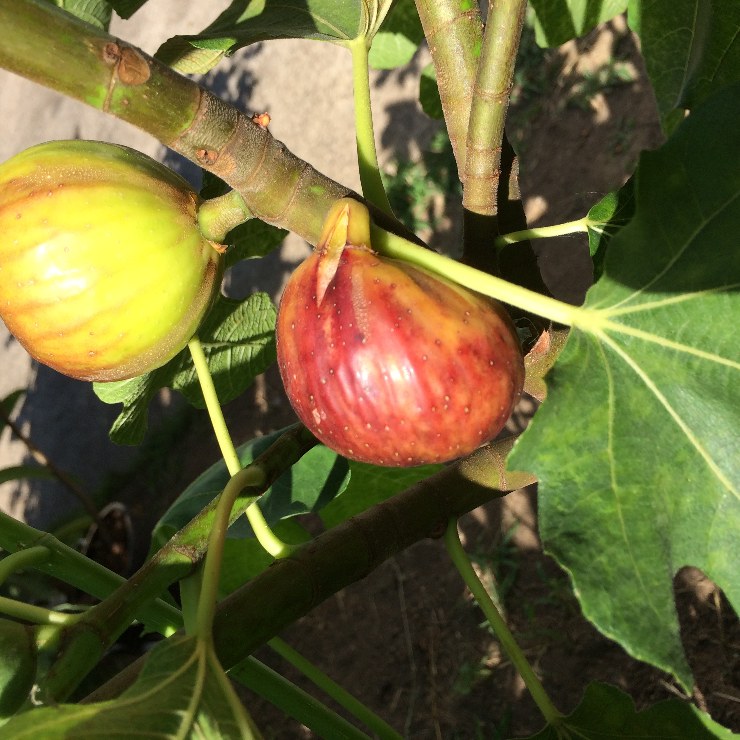 A Ripe Calliope's Red Greek Fig