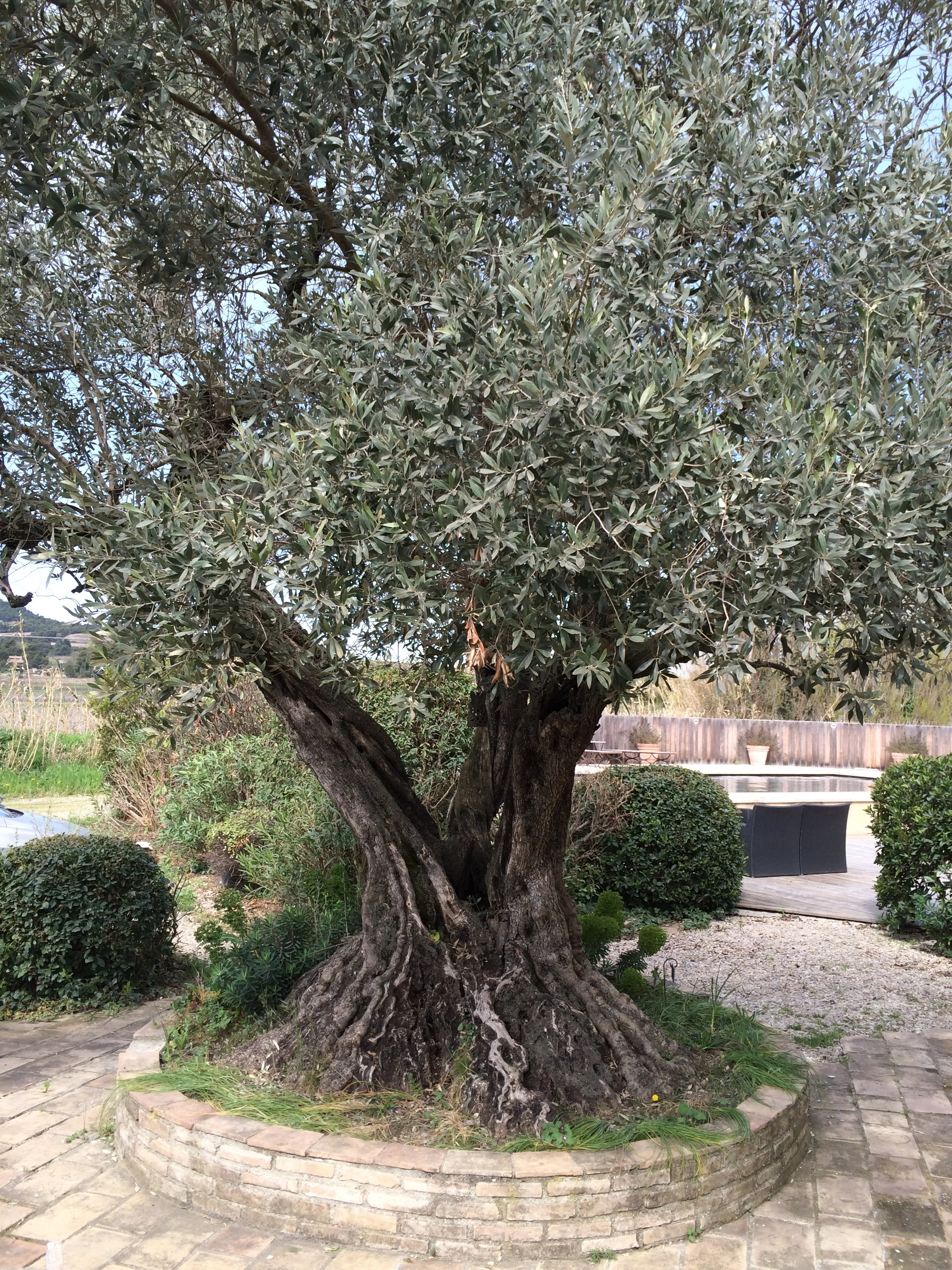 Pierre told us this olive tree is 600-1000 years old.