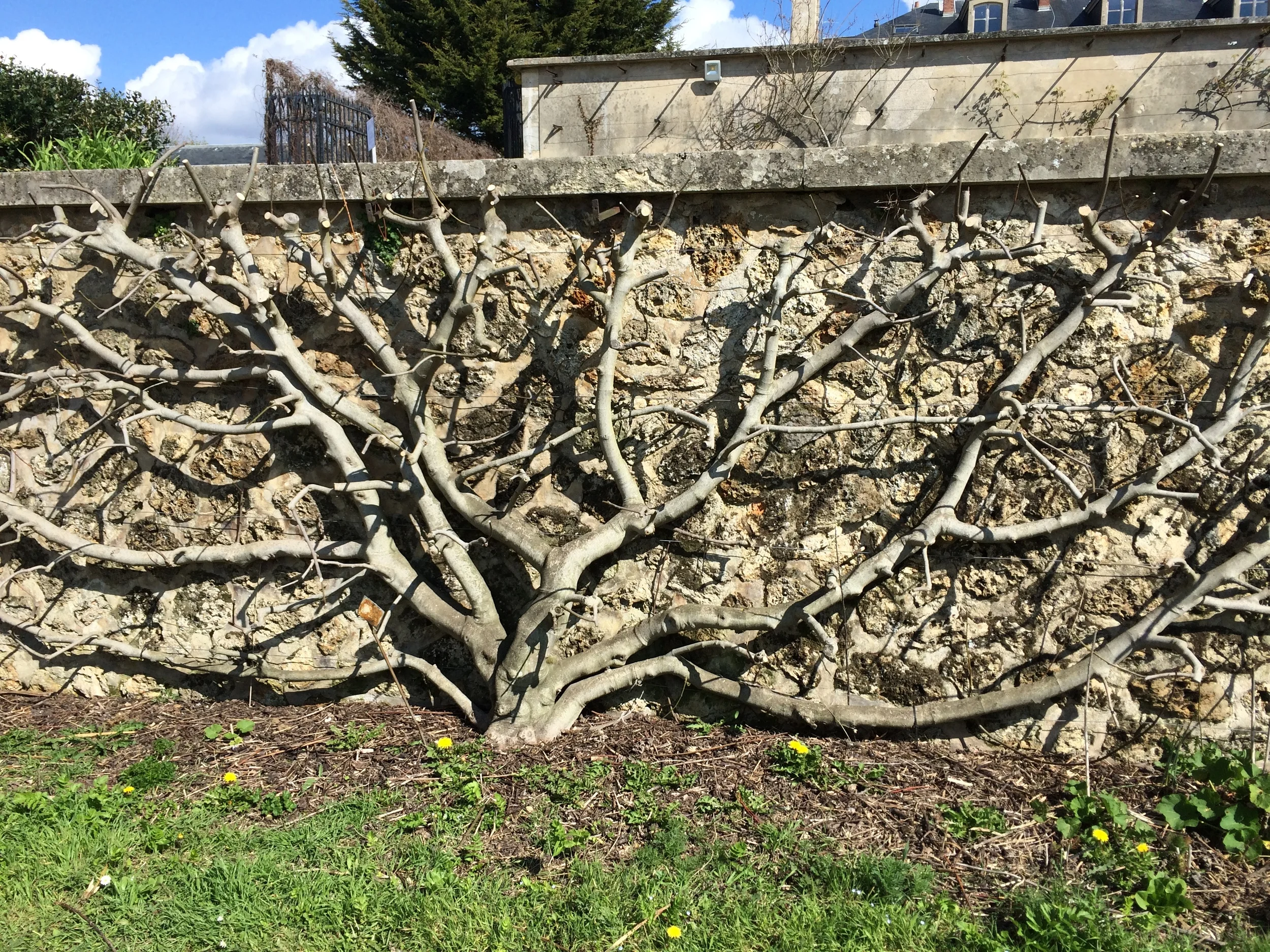The figs at Versailles are growing espalier on a south facing wall