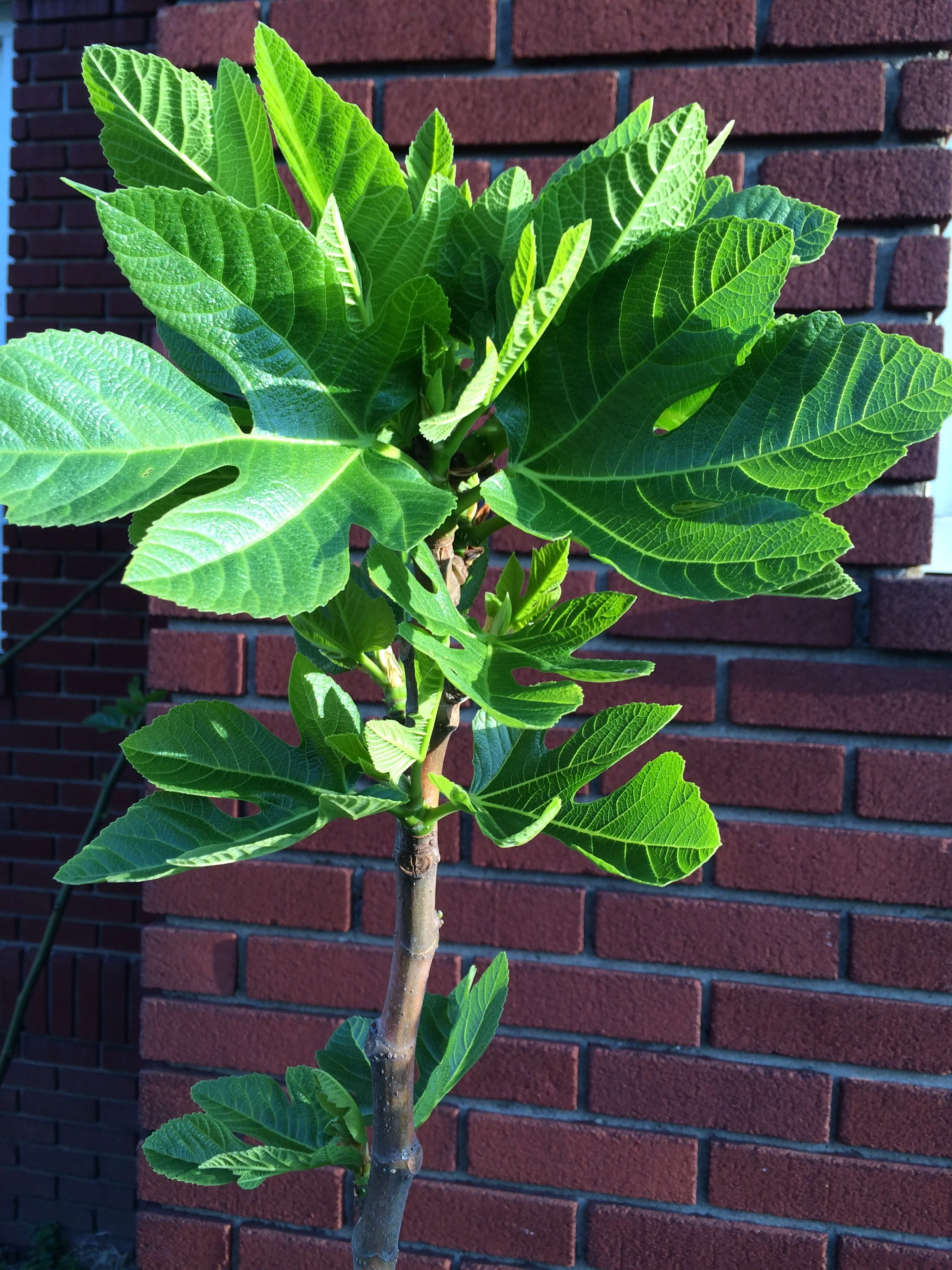 Our Figs are Waking Up