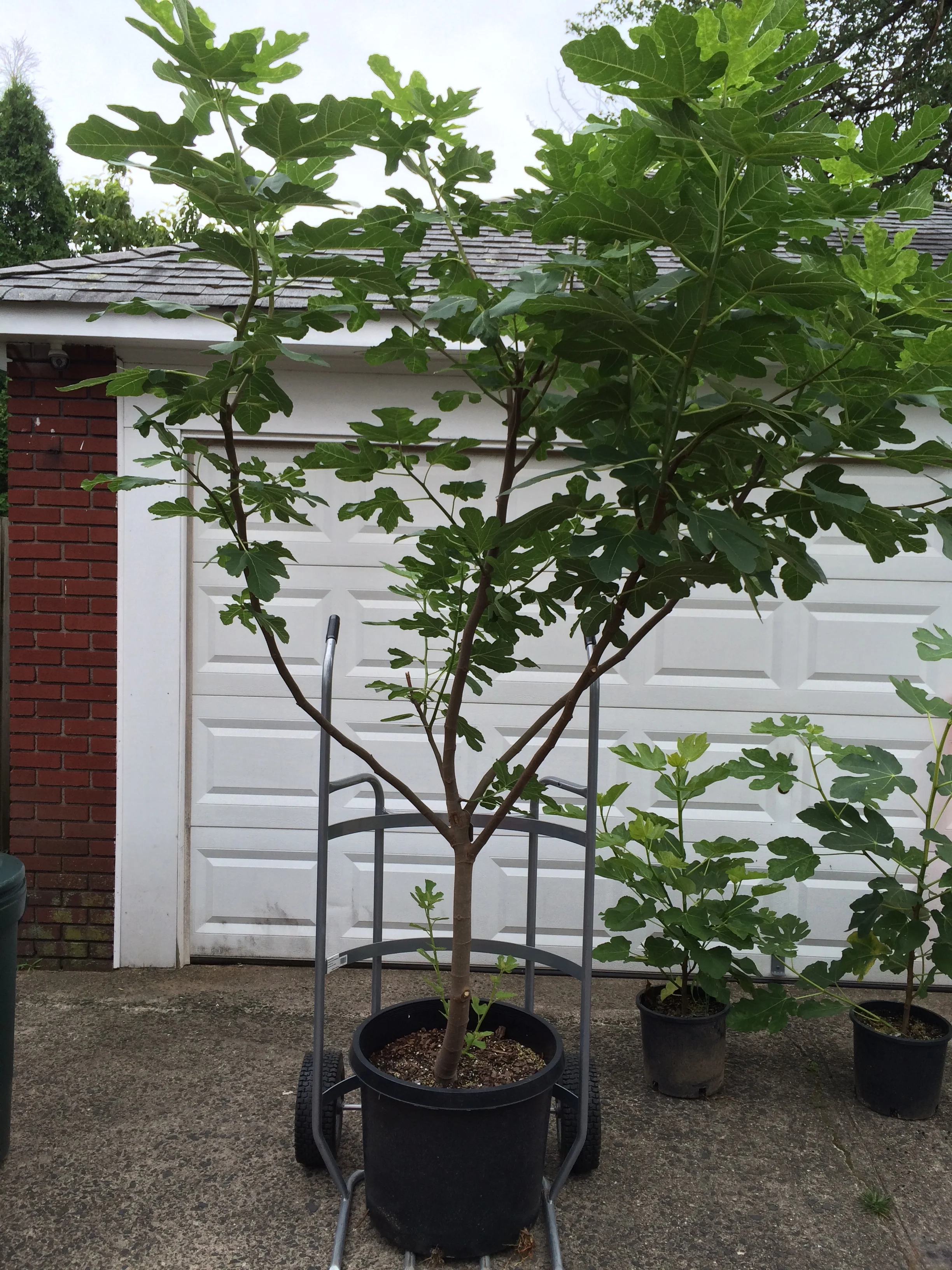 A very nice 20 gallon fig tree going to a customer 