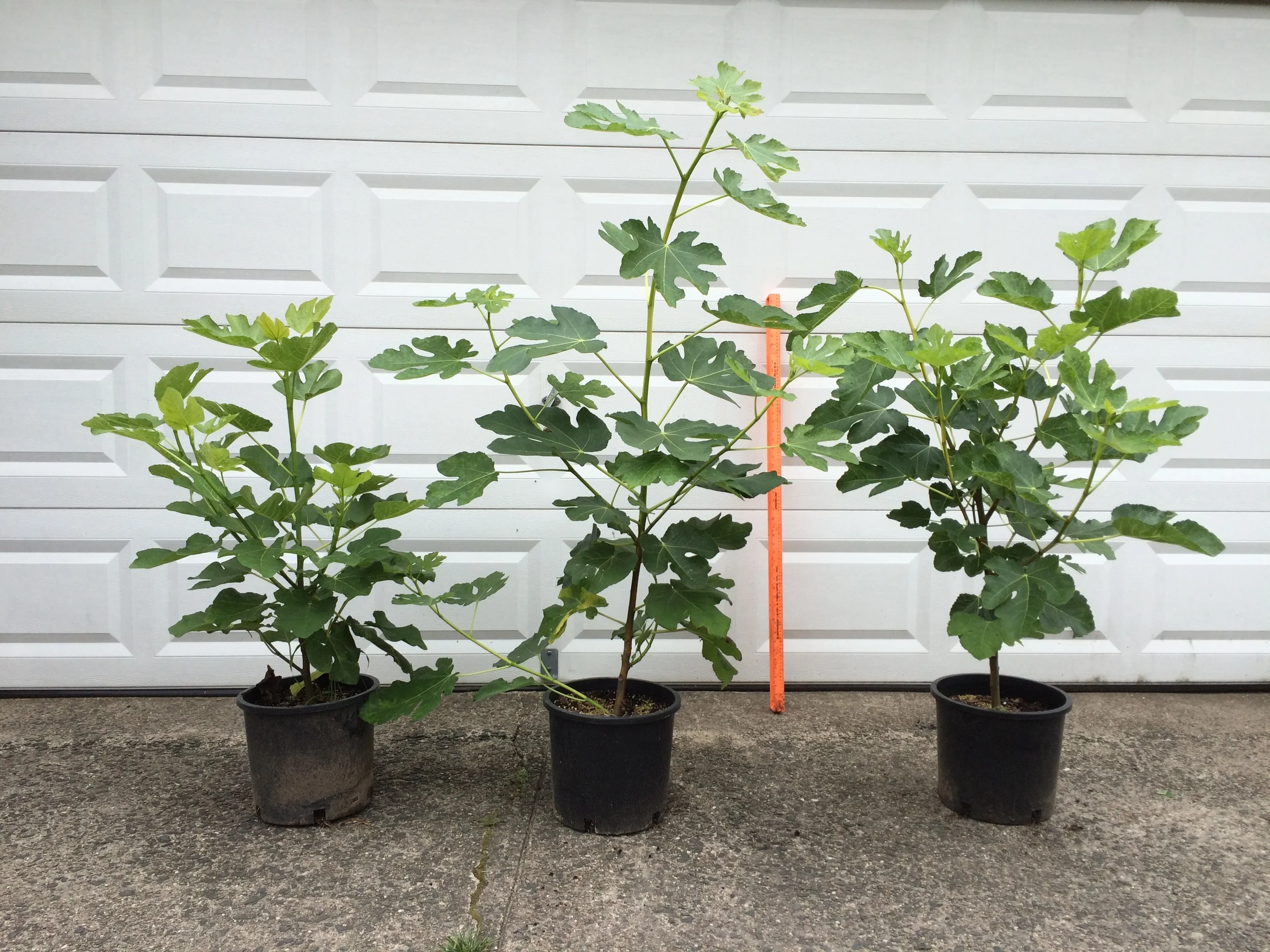 Our 5 gallon trees are normally 3-4 feet tall before we offer them for sale