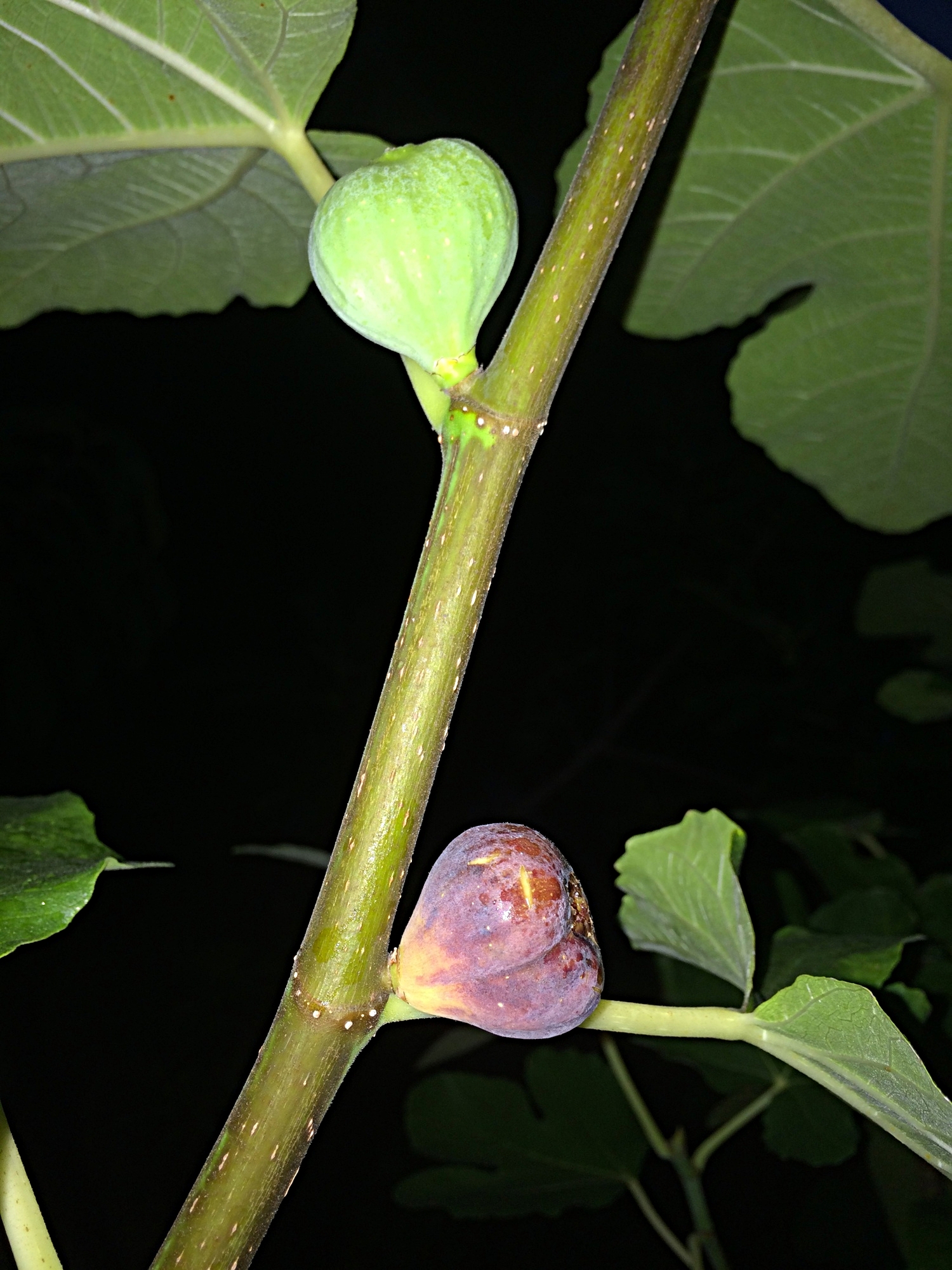 Coll de Dama BlancaNegra — french fig farm