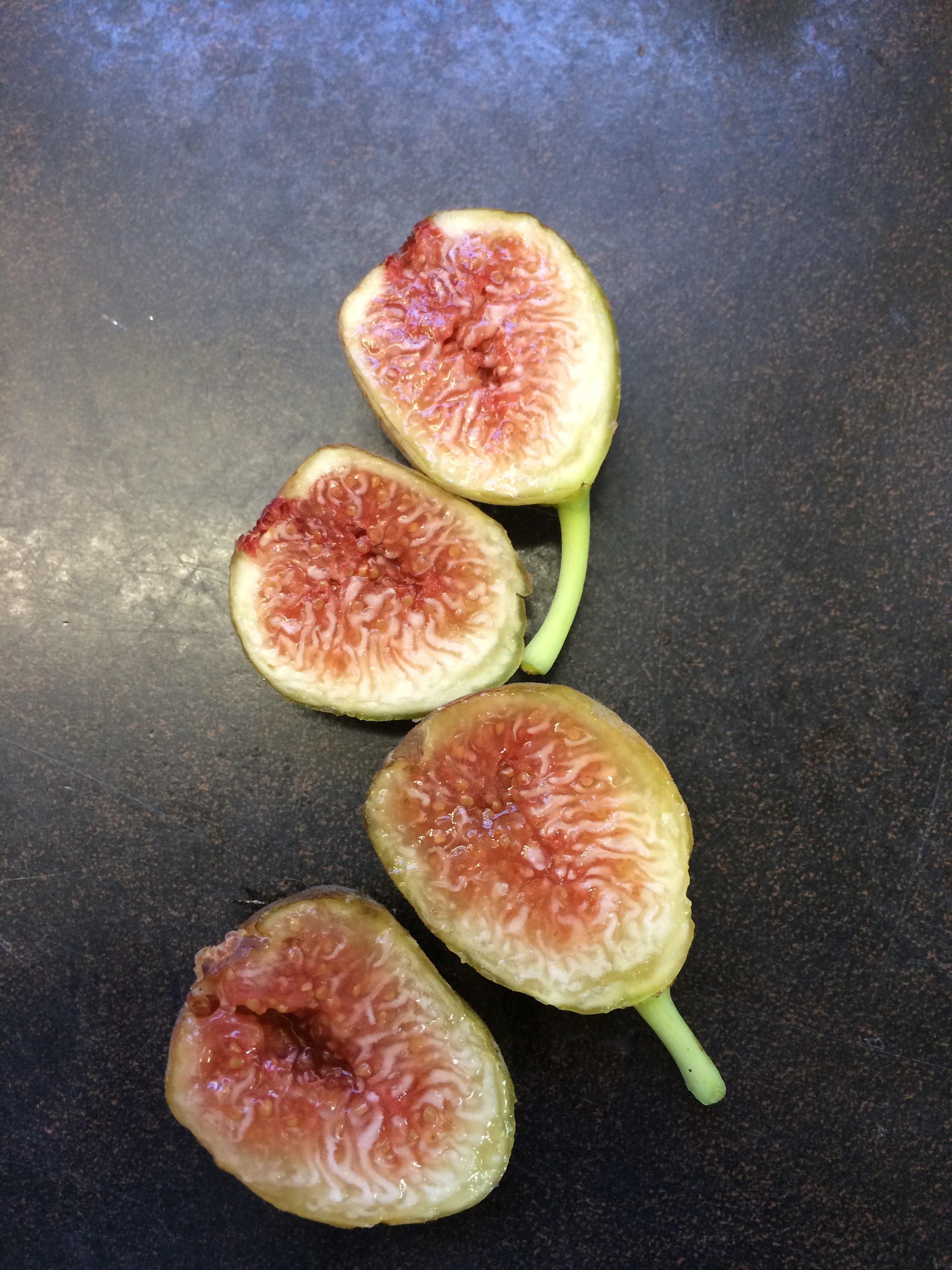 Grise de Saint Jean  french fig farm