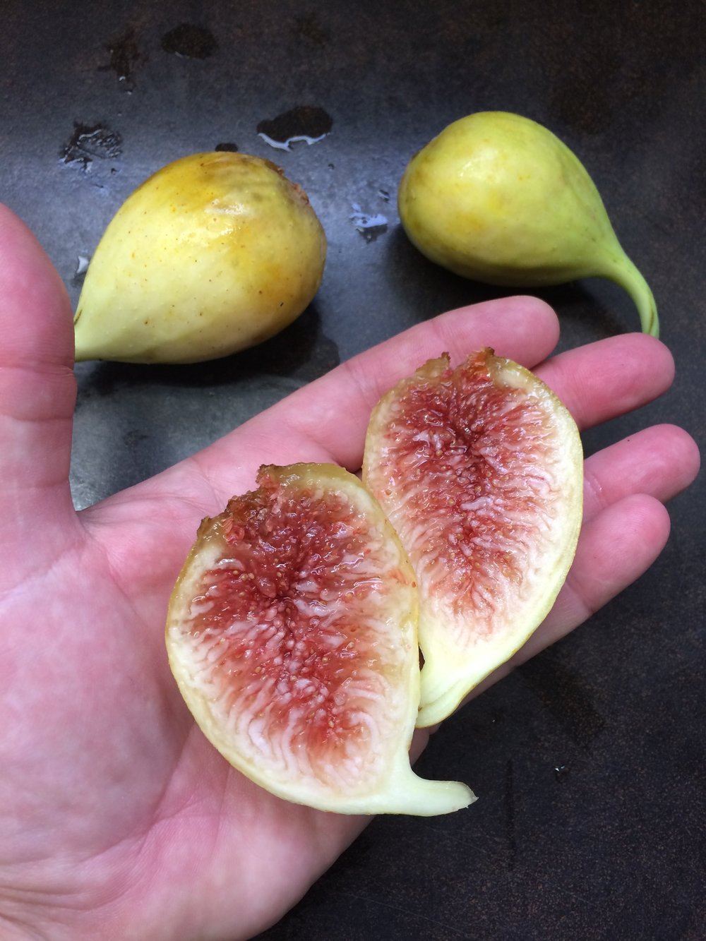 Sucrette — french fig farm