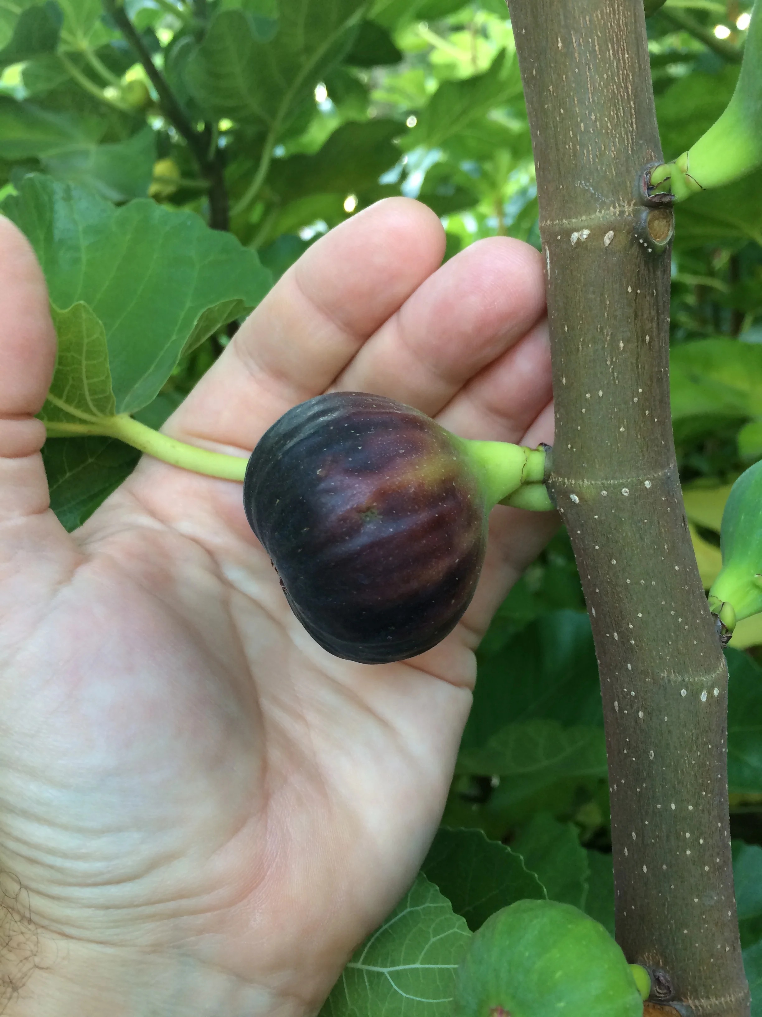 Black Madeira — french fig farm