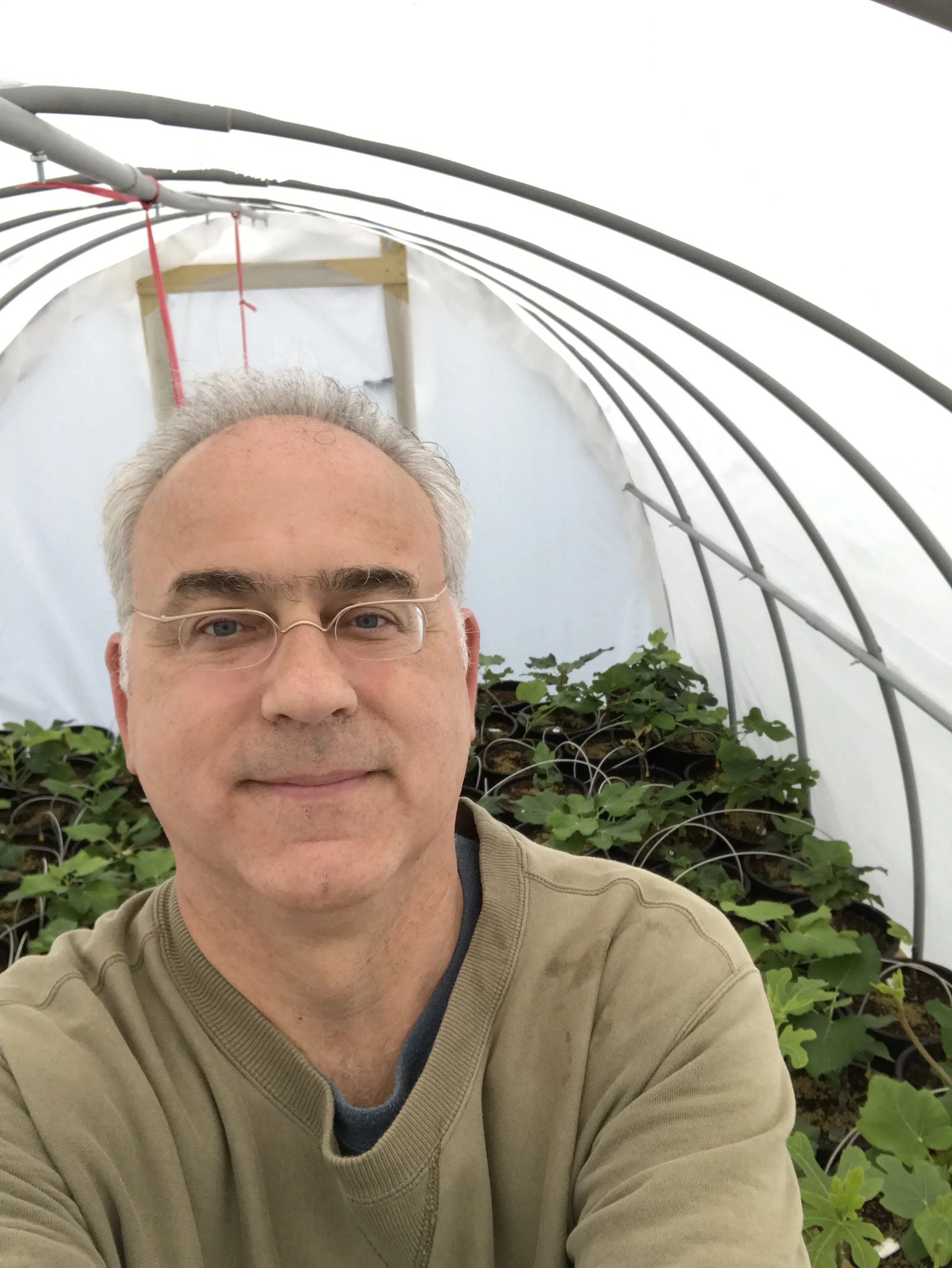 Young Fig Trees Keeping Warm in Our Greenhouse