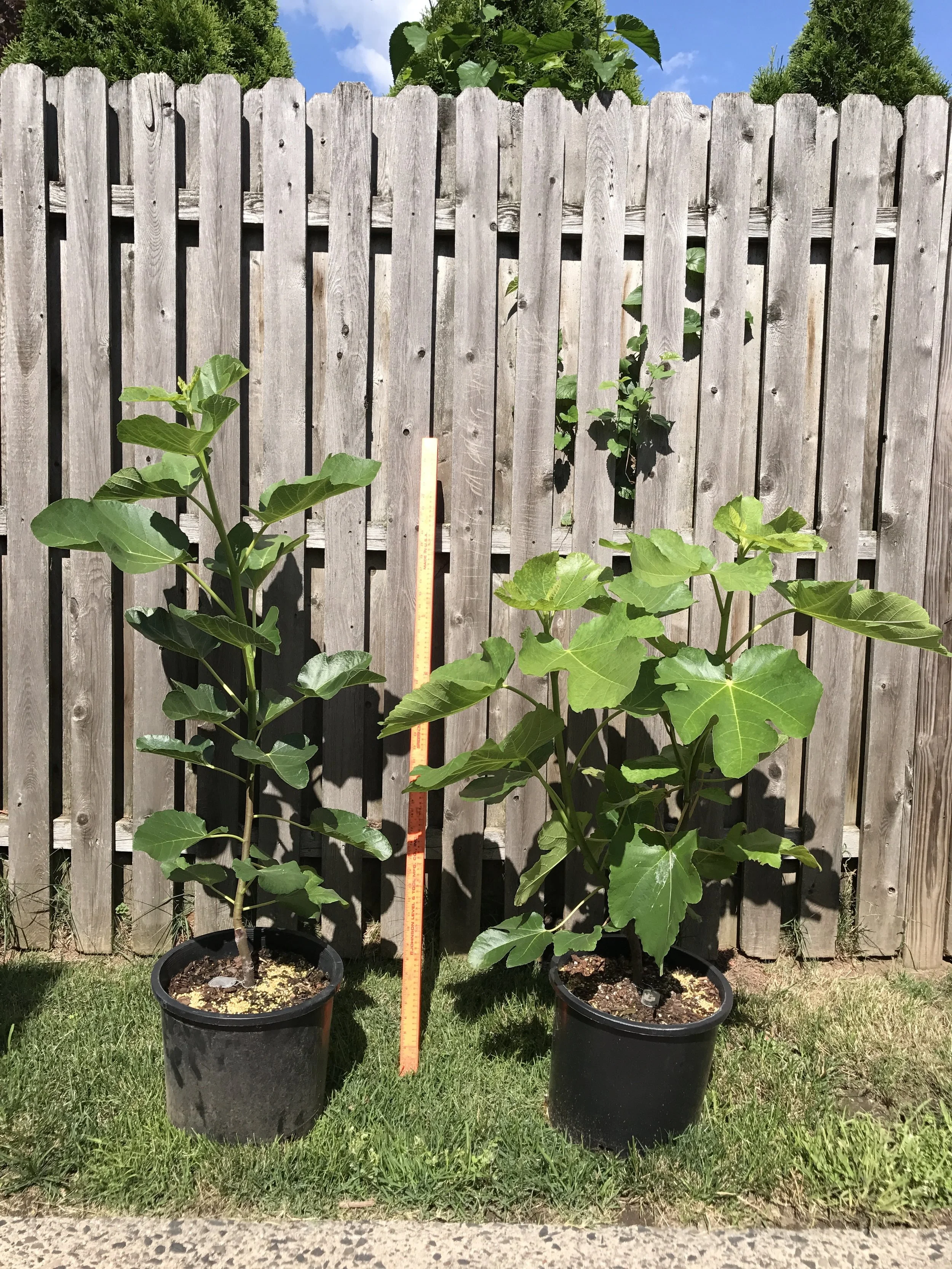 I258 and Violette De Sollies 