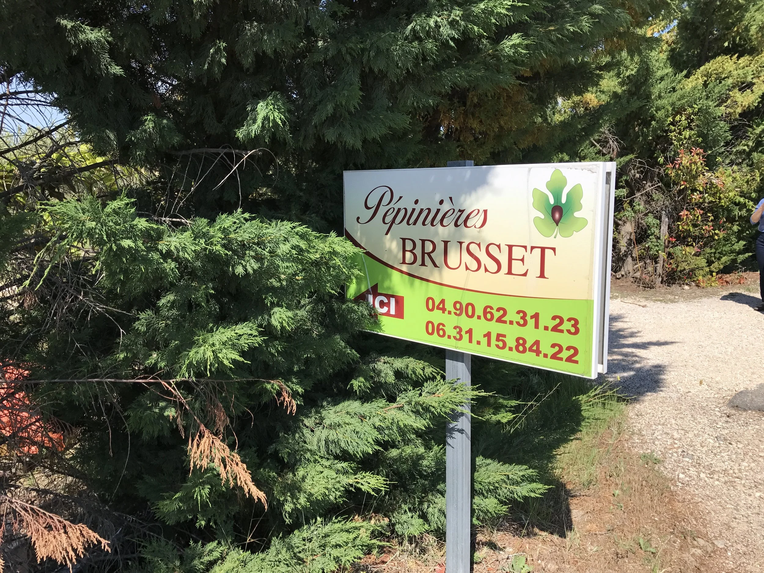  Pepinieres Brusset is in Caromb in the south of France. The Noir de Caromb fig comes from this area. 