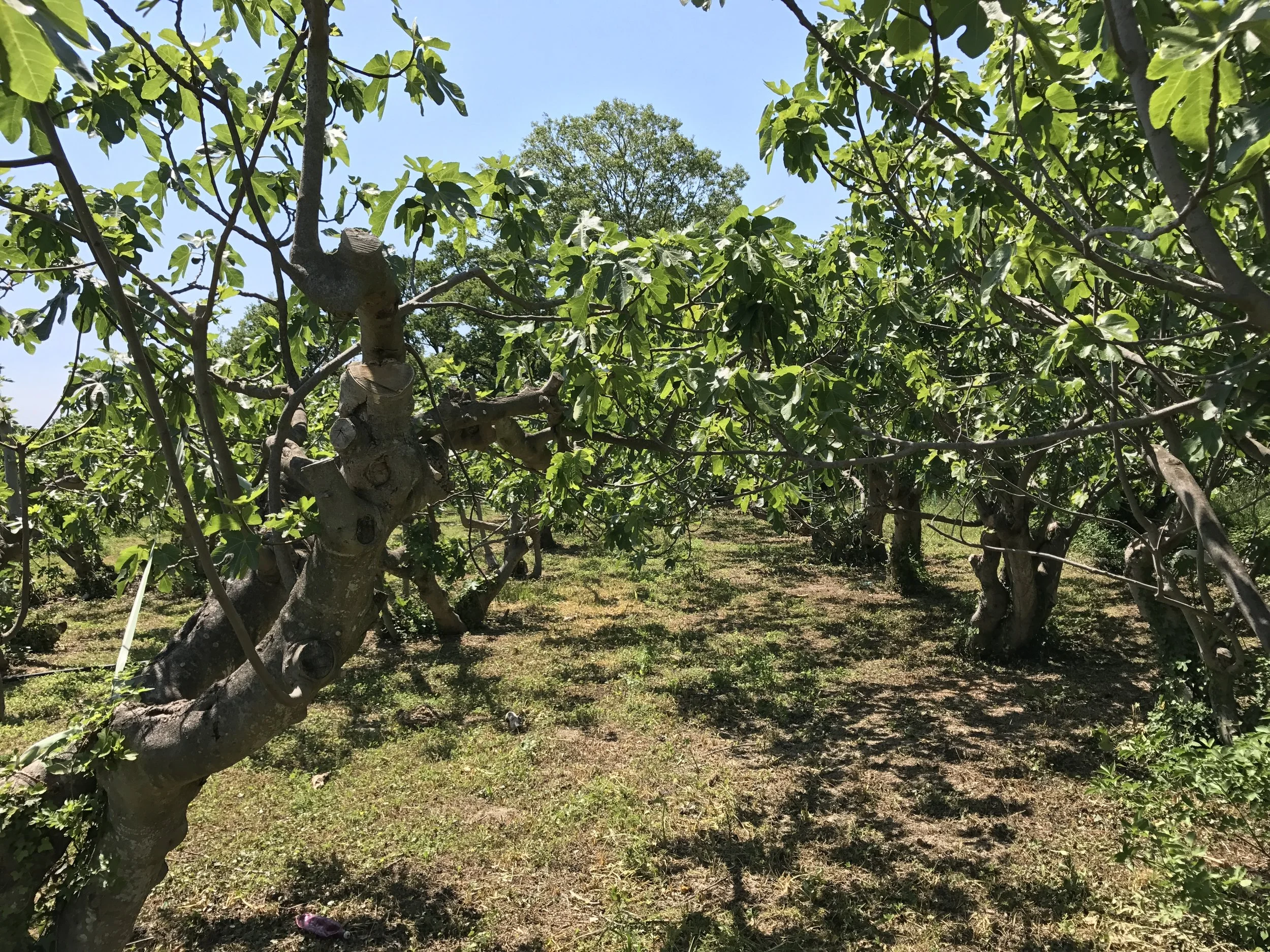  Noir de Caromb trees planted long ago by Monsieur Jean-Luc's father. 