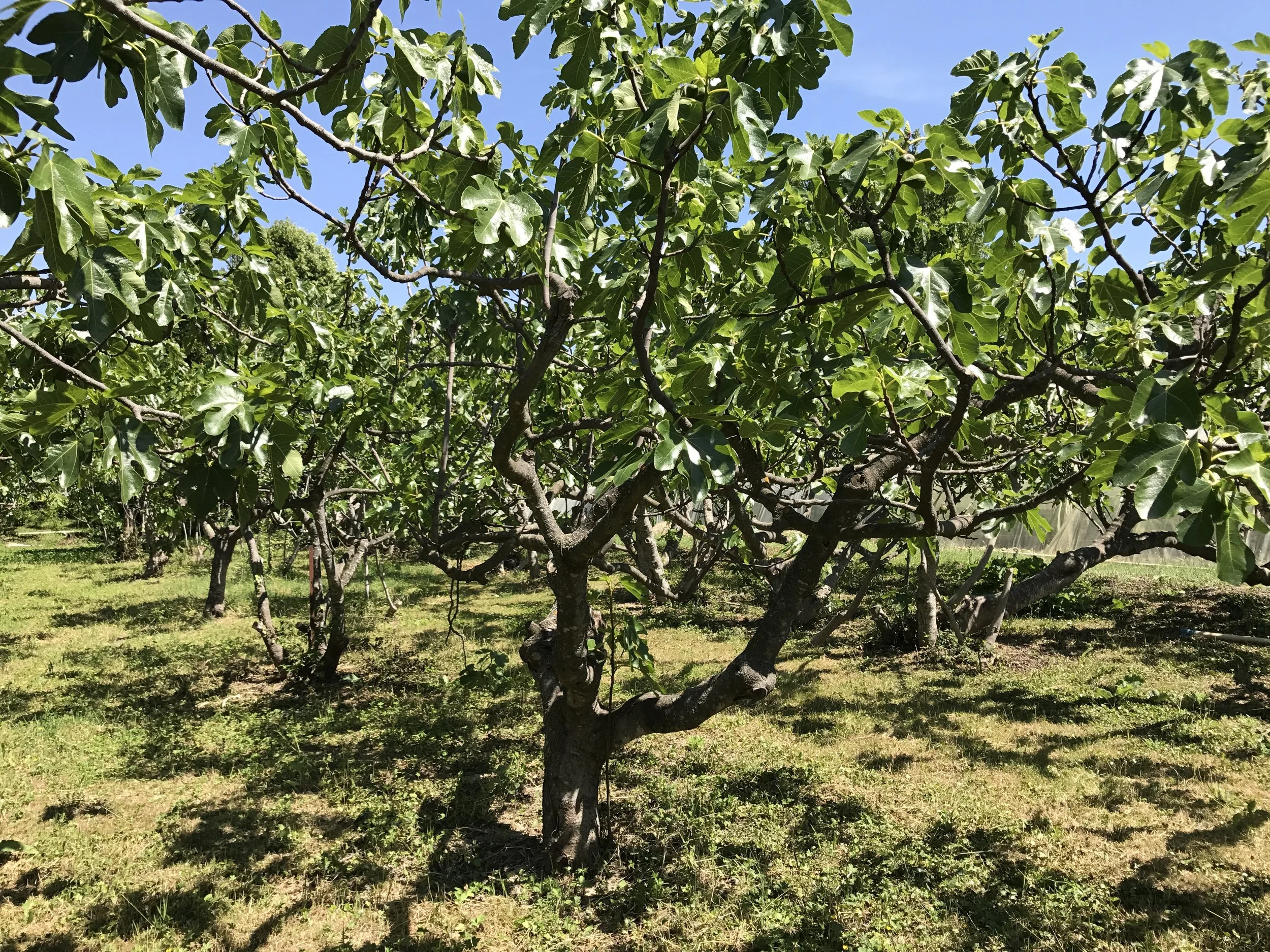  Noir de Caromb trees 