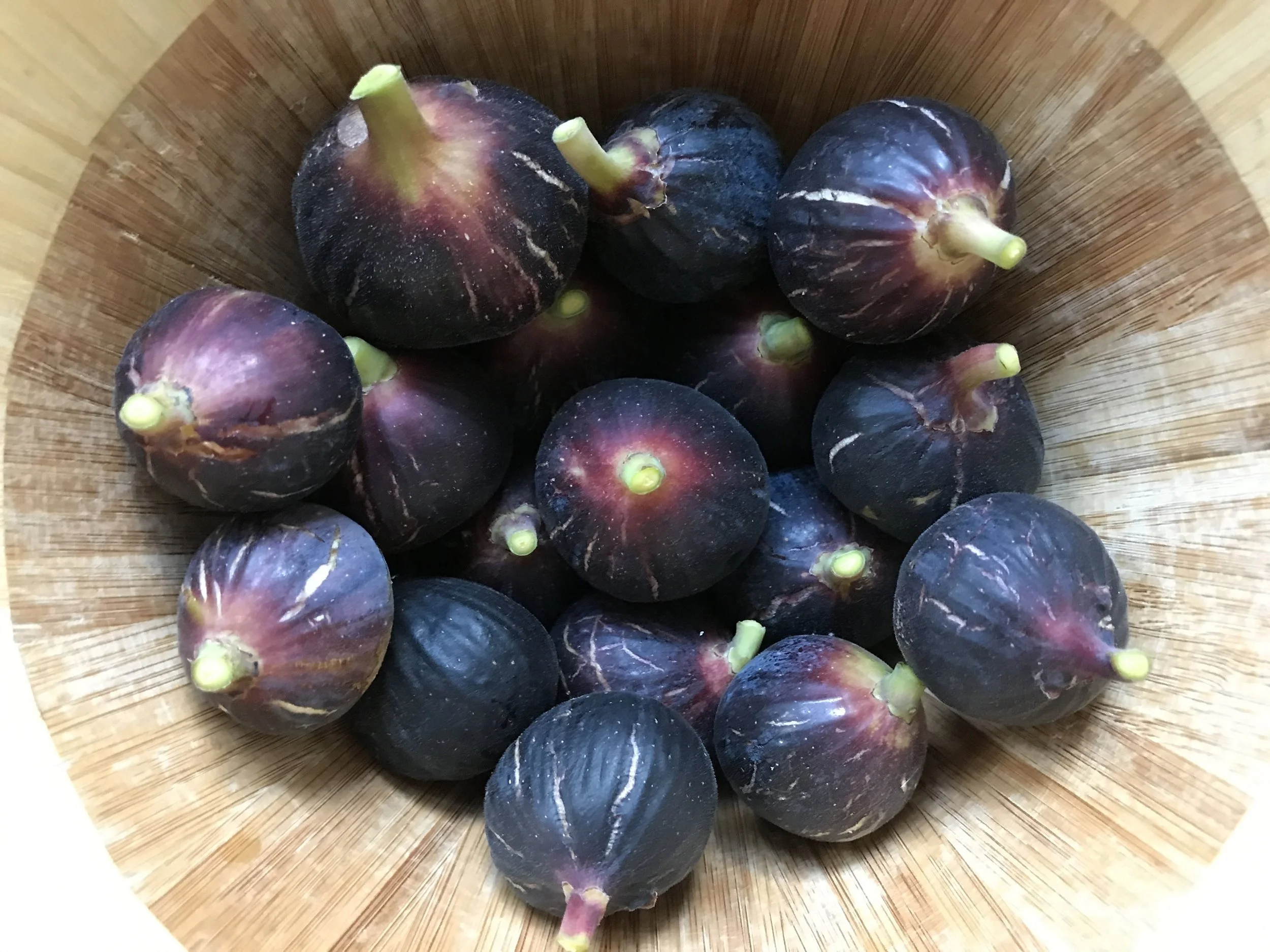 Ronde de Bordeaux — french fig farm