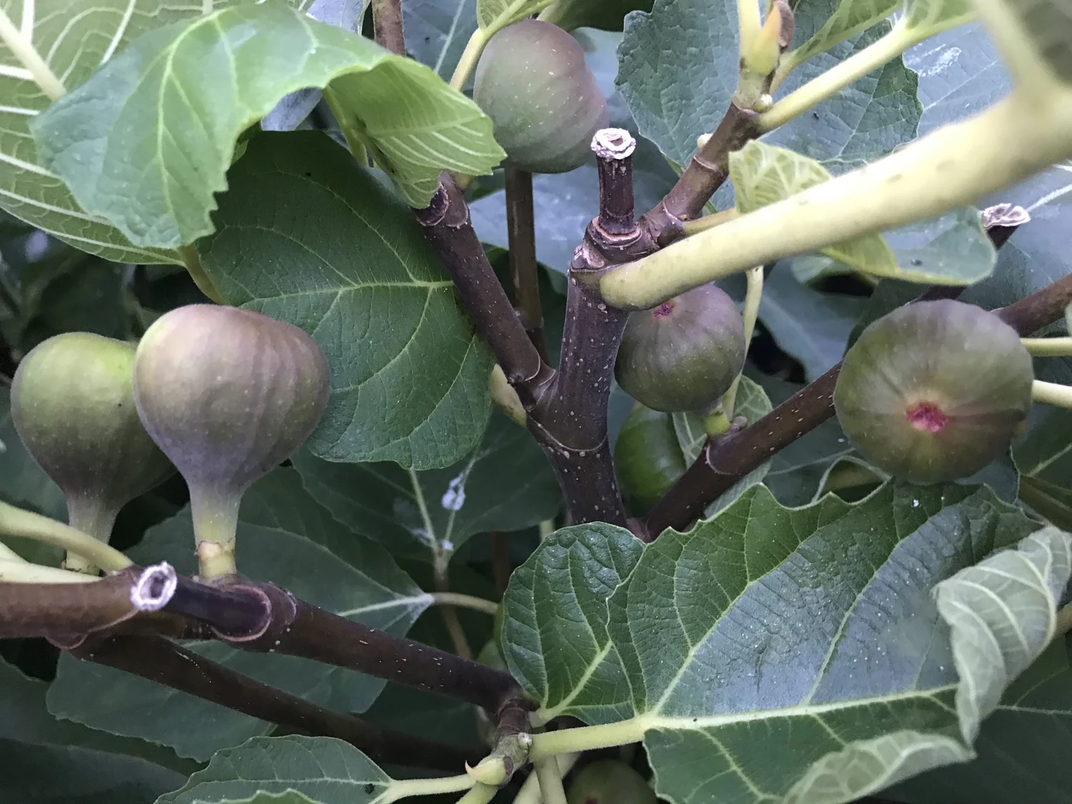 Ravin de Calce — french fig farm
