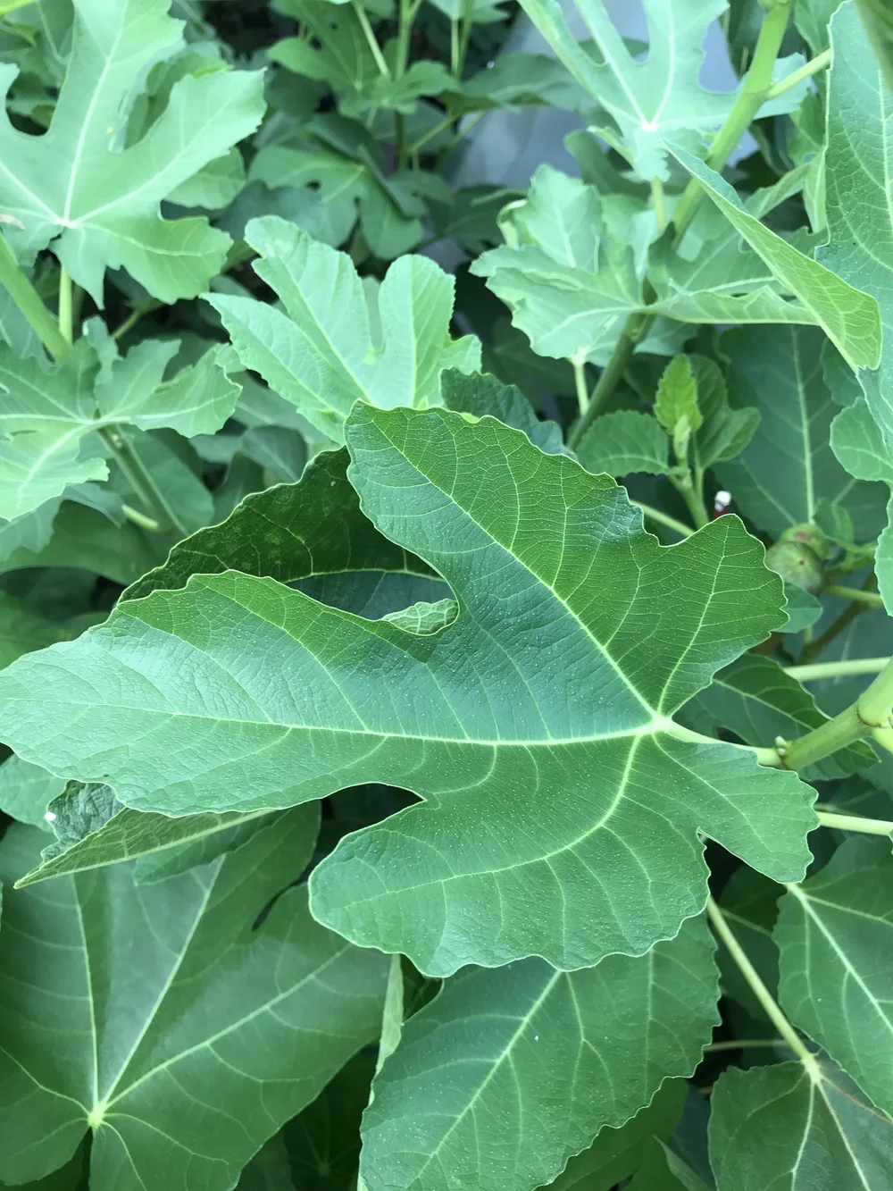 Ravin de Calce — french fig farm