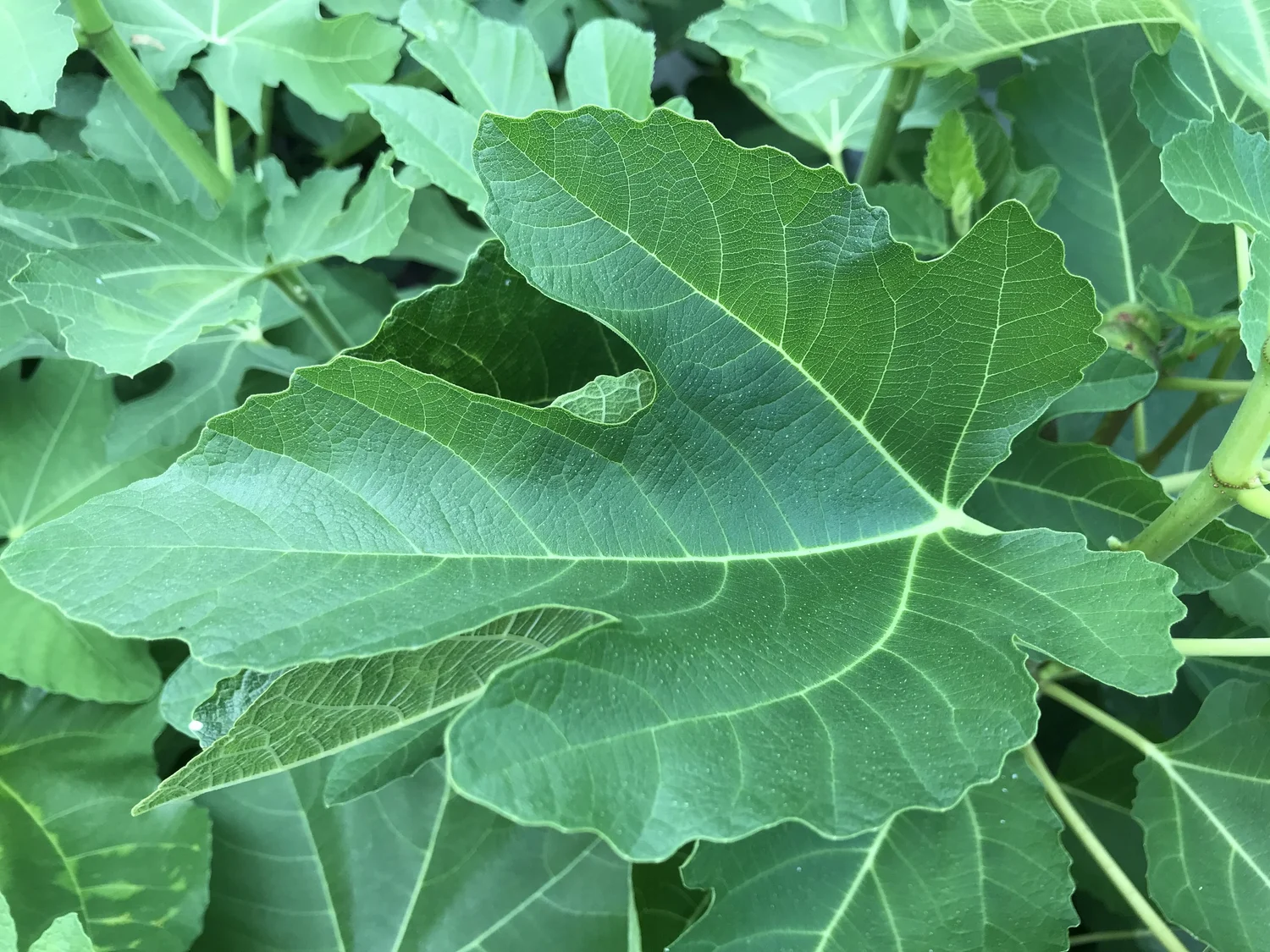 Ravin de Calce — french fig farm