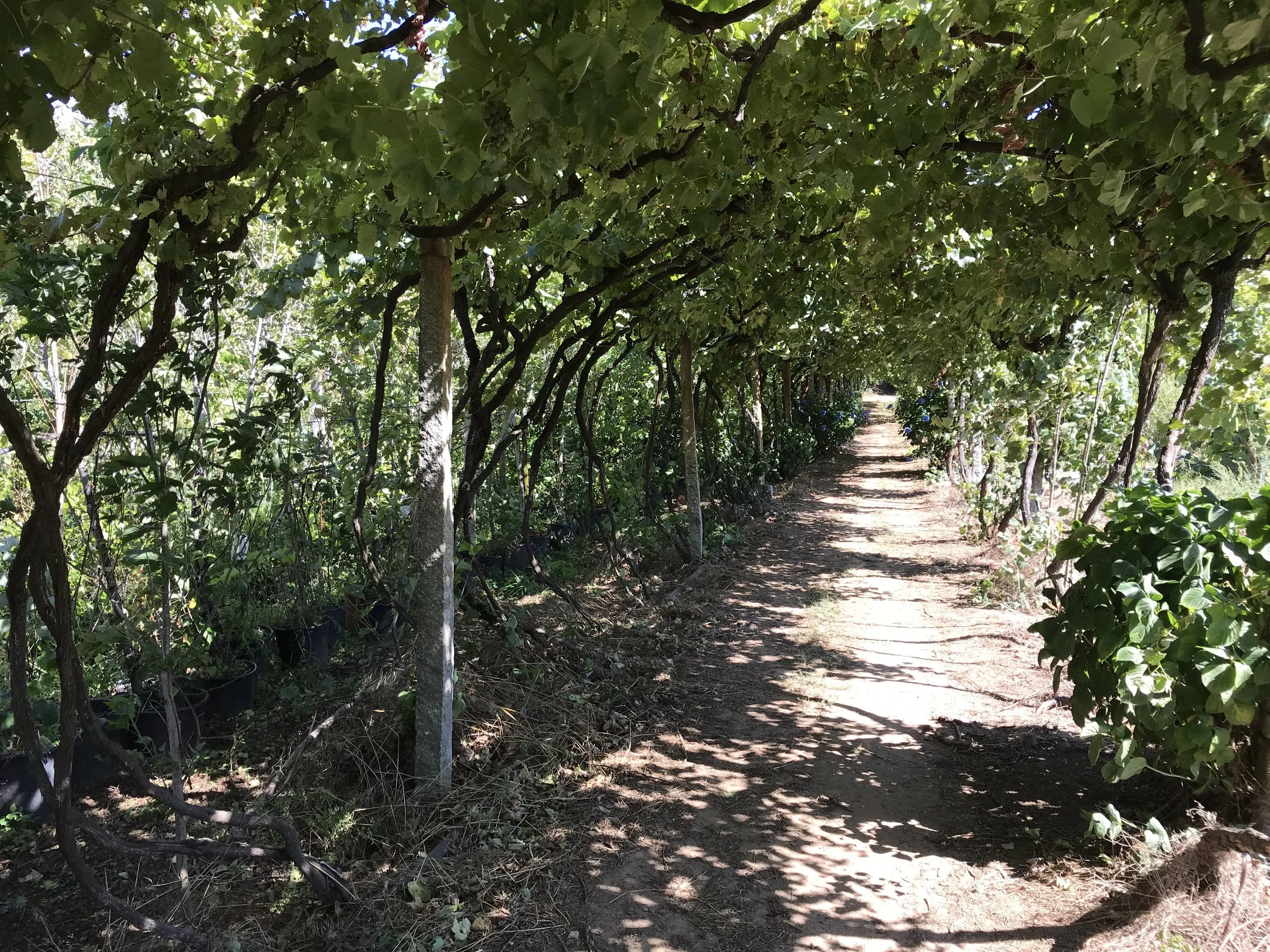  Very nice property with a variety of grape vines growing over the walkway. They were loaded with large bunches of sweet dark and light grapes. 