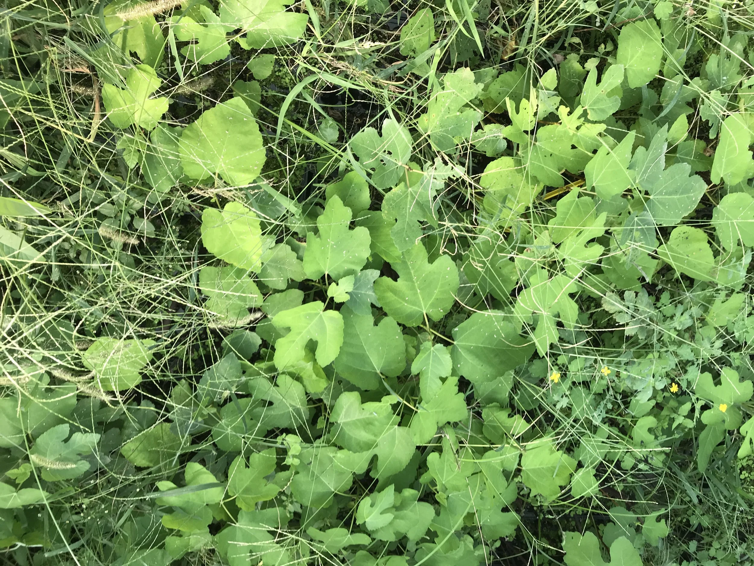  Many of the figs have been sold already this season. 