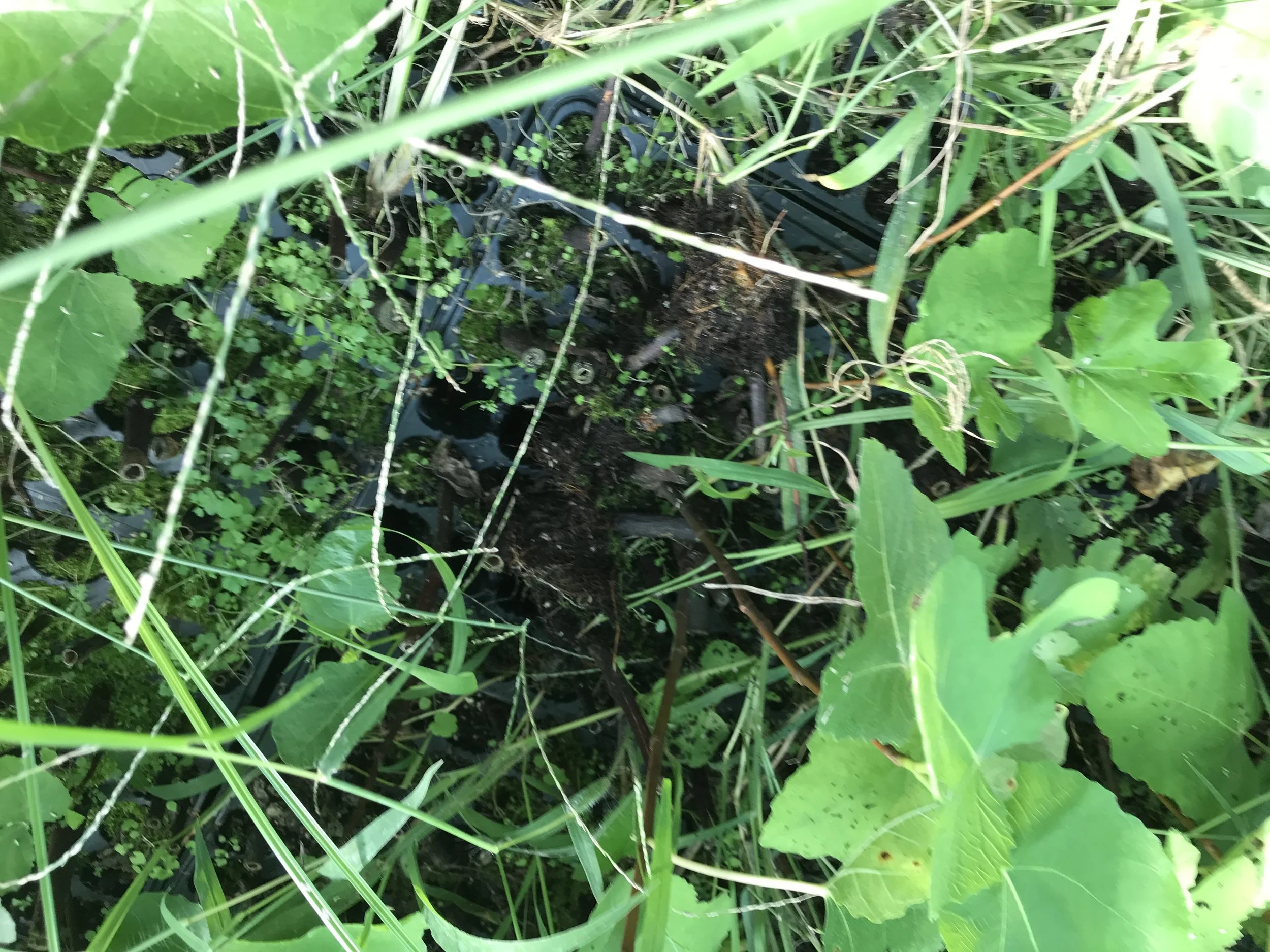  Cuttings planted in propagating mix. 