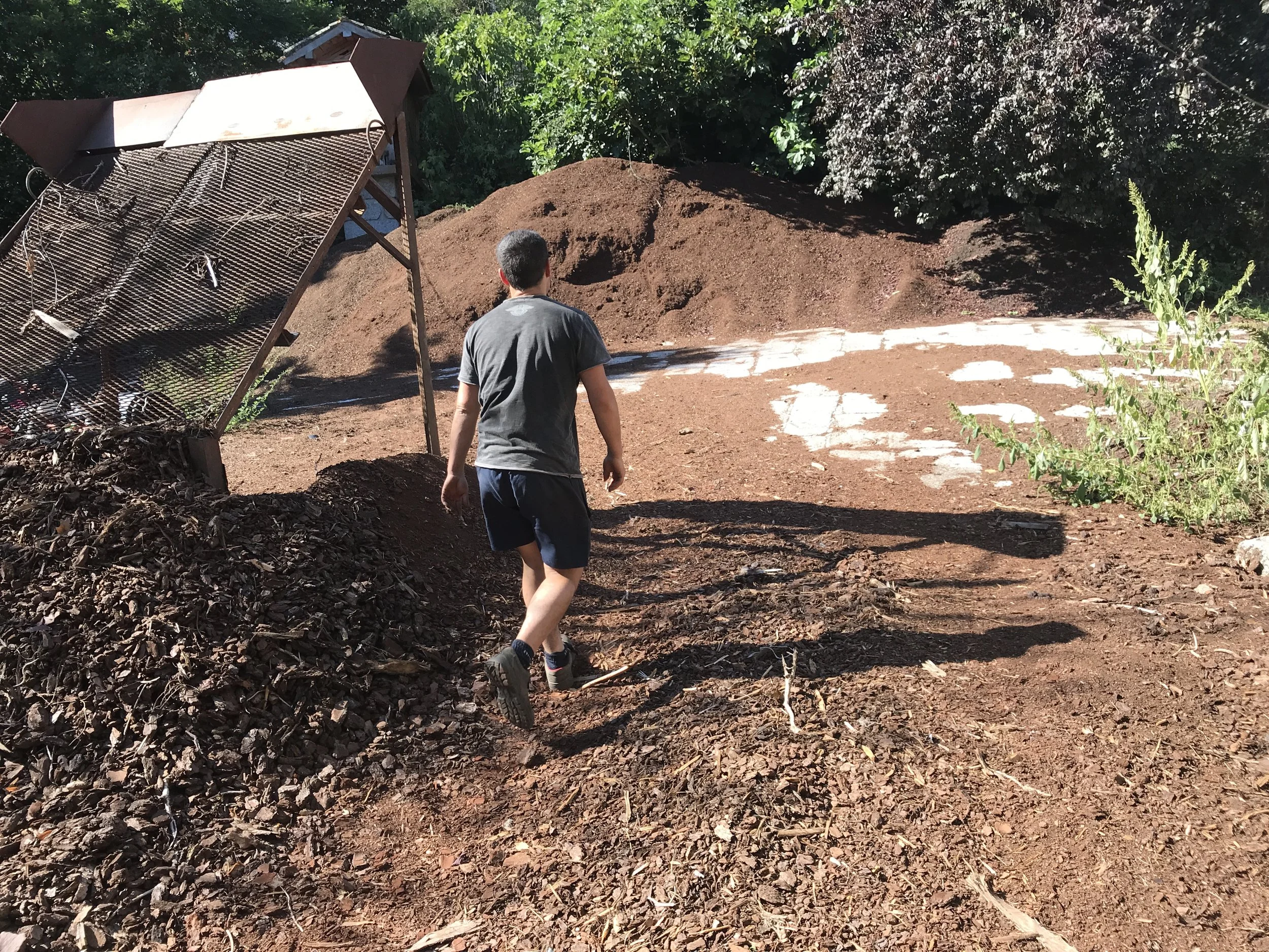  Off to another close by location where a Panache mother tree is growing 