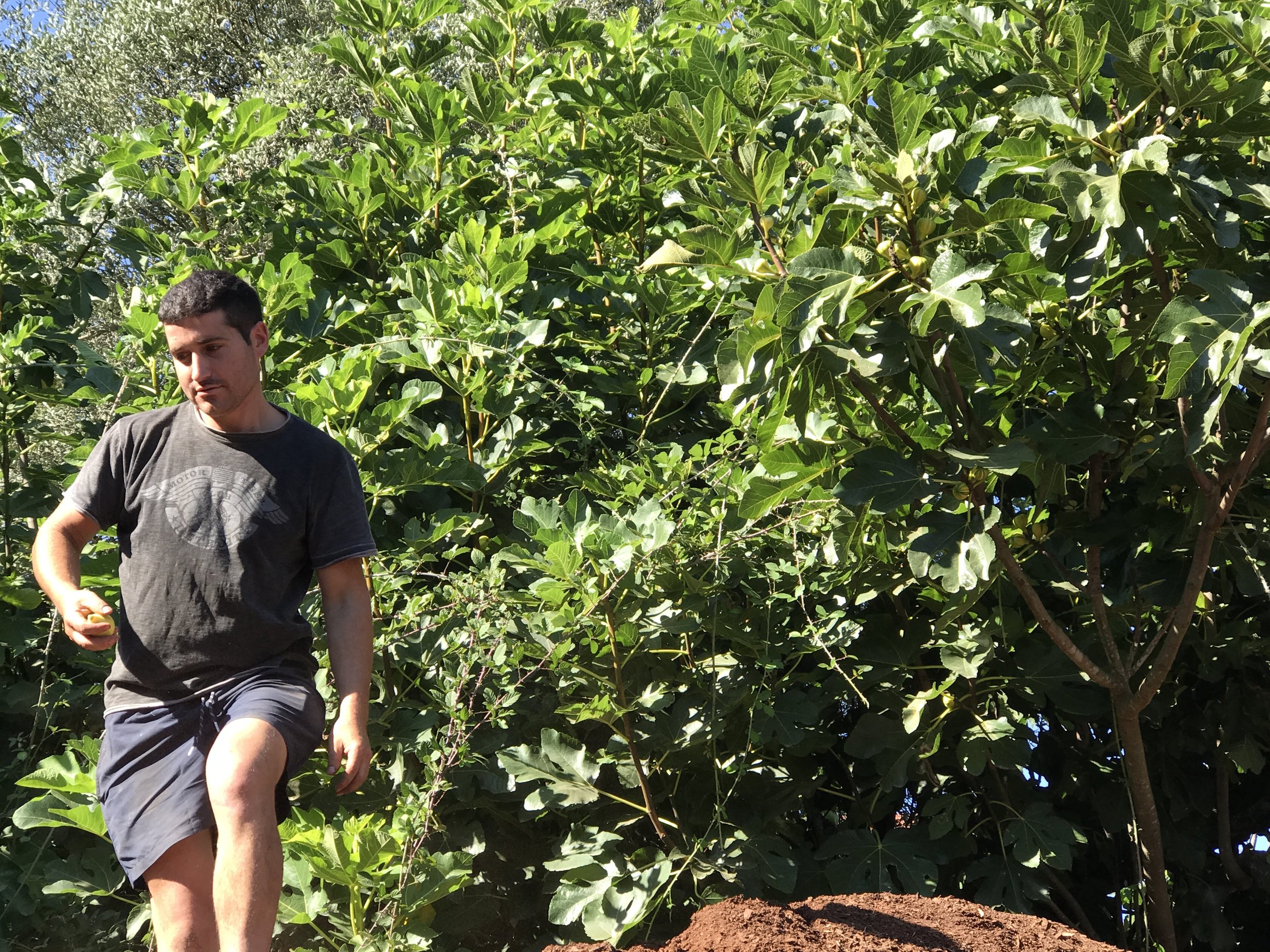  Ricardo picks a few Panache figs for us. The tree had quite a few figs on it. 