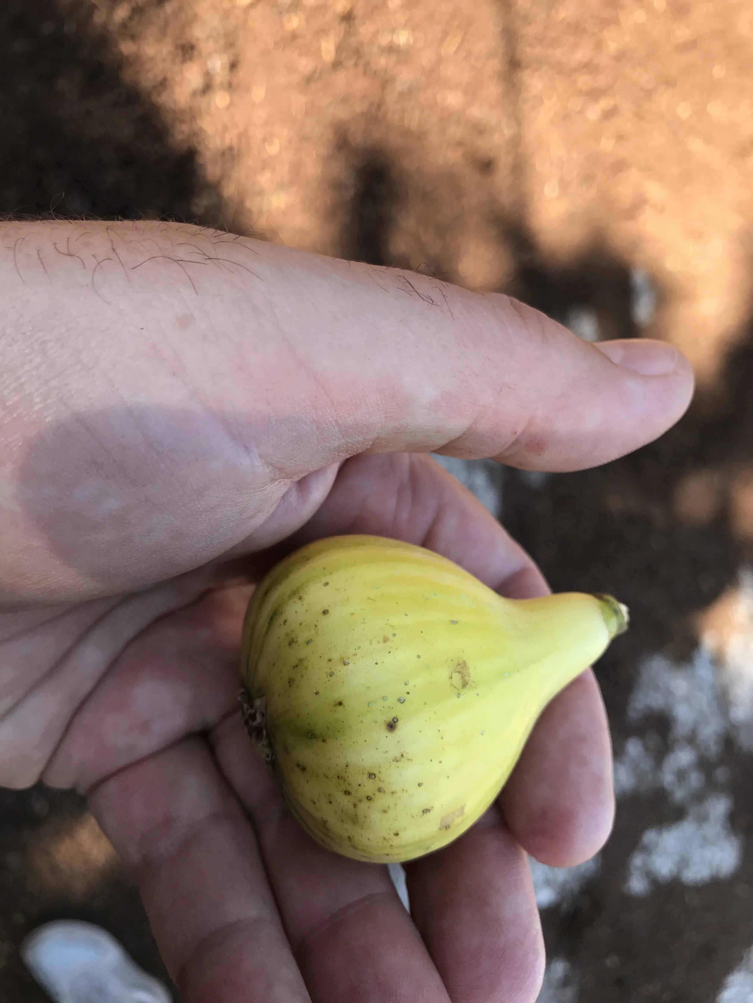  Panache from Viveiros Albar 