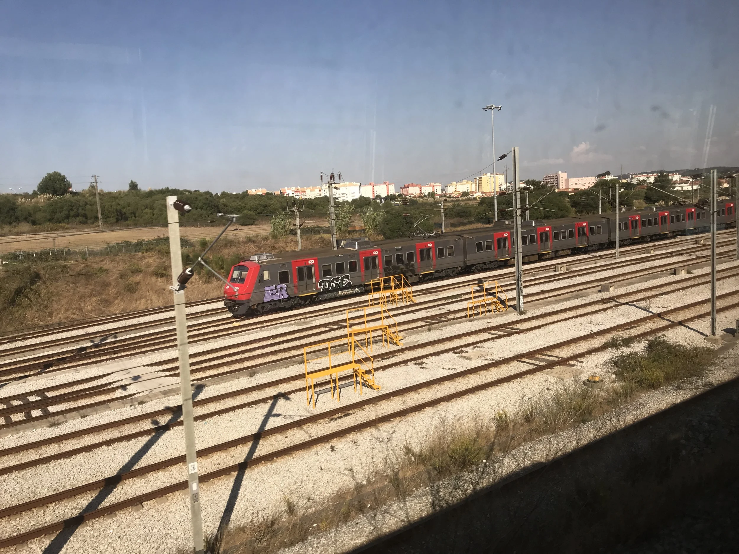 Figs grow everywhere in Portugal