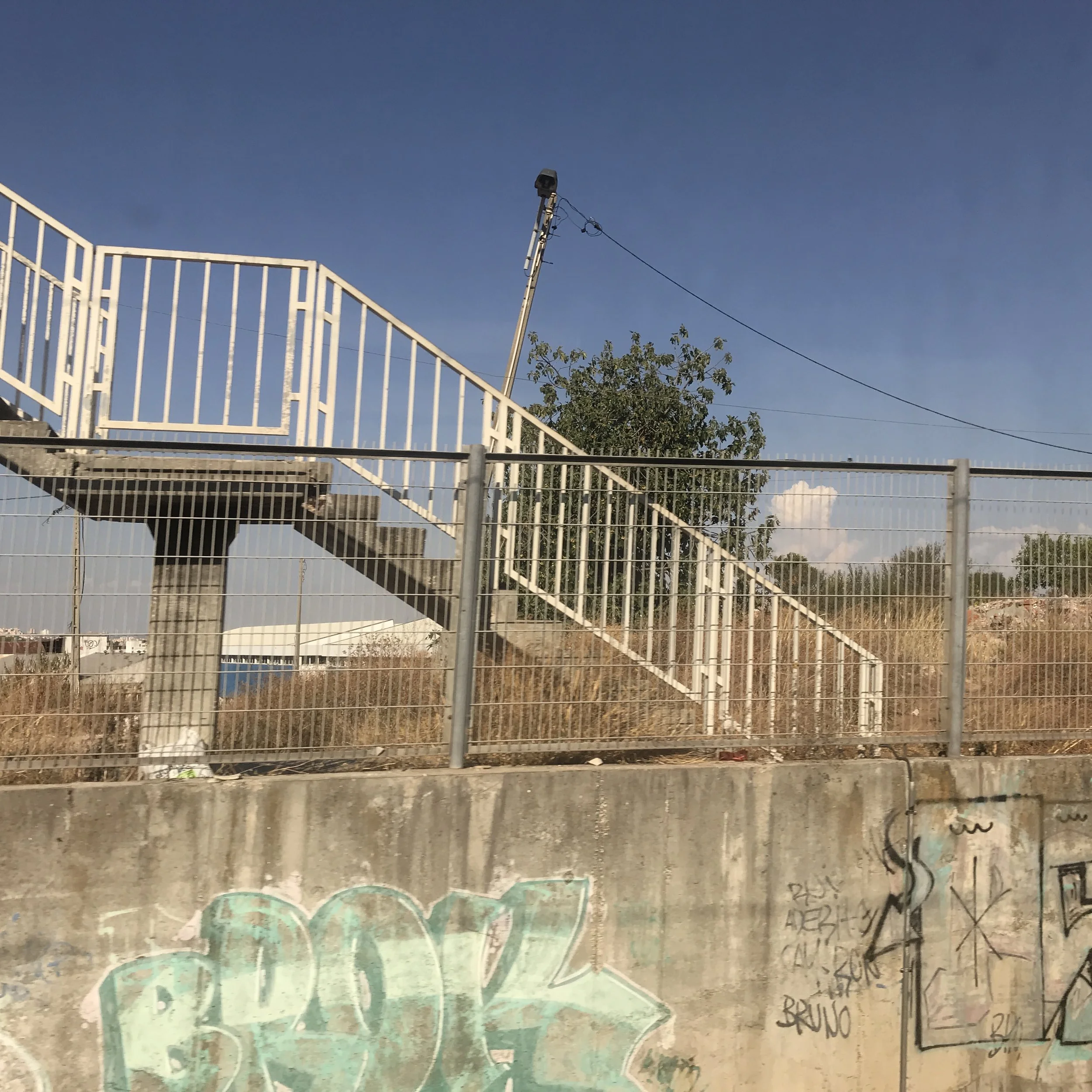  A good size fig tree growing near the overpass 