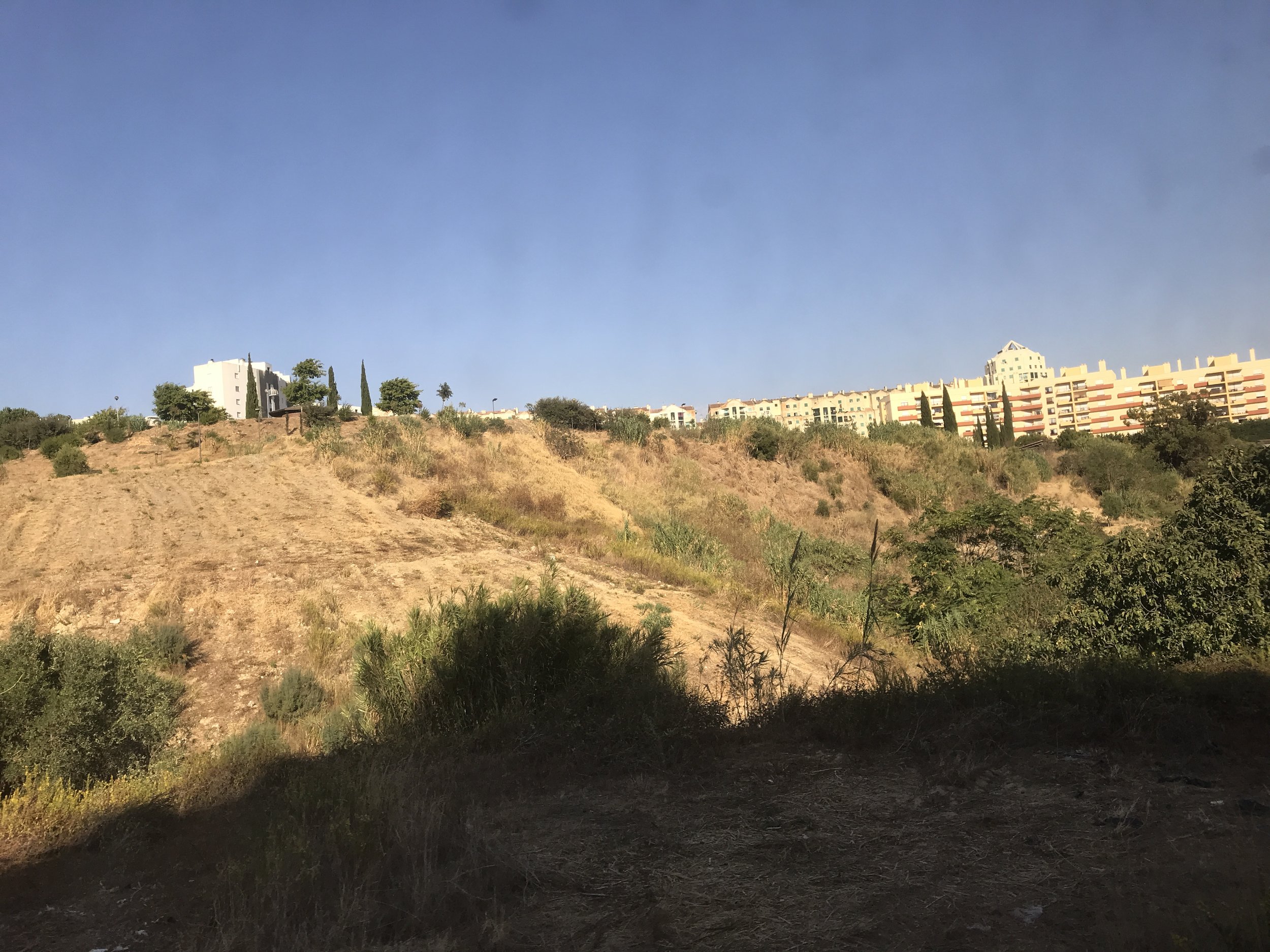  You can see several fig trees growing on the hills 