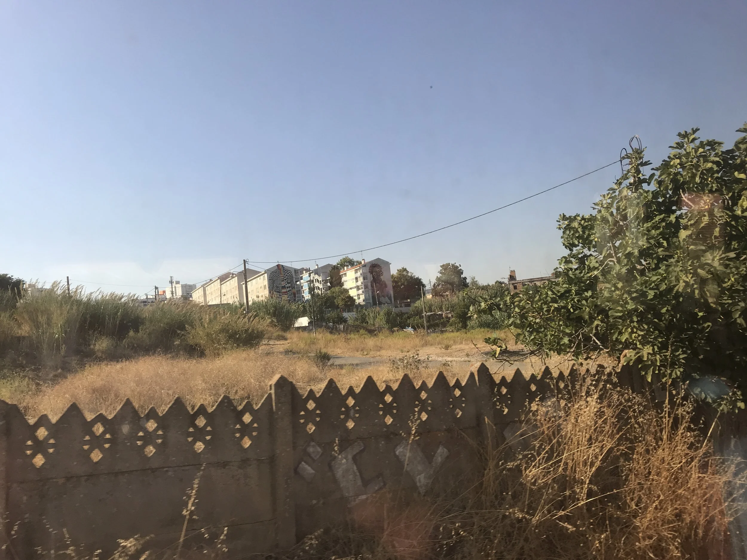  More fig trees growing along the fence in an open field. 