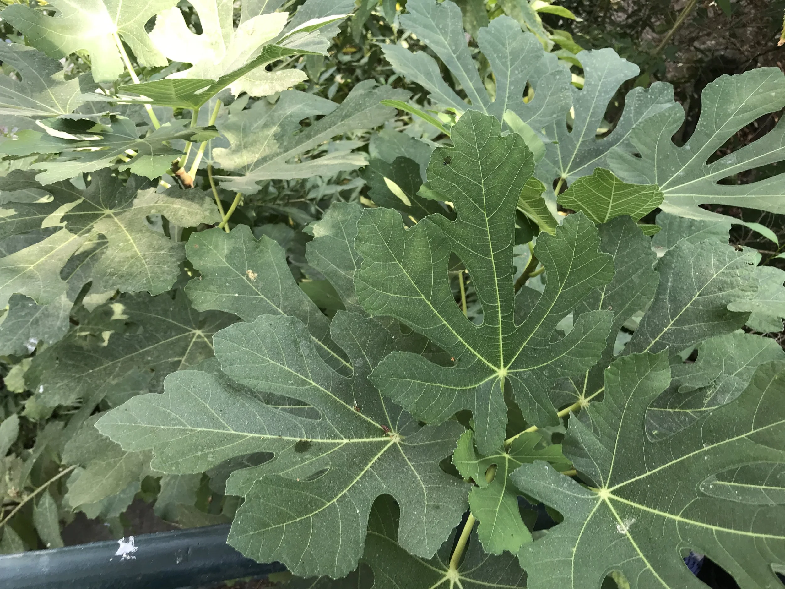  This fig tree is in the University of Lisbon Botanical Garden however it’s not part of the display. It is growing out of a crack in a retaining wall. This is very common as we saw fig trees growing out of cracks in walls and rocky hills sides very o