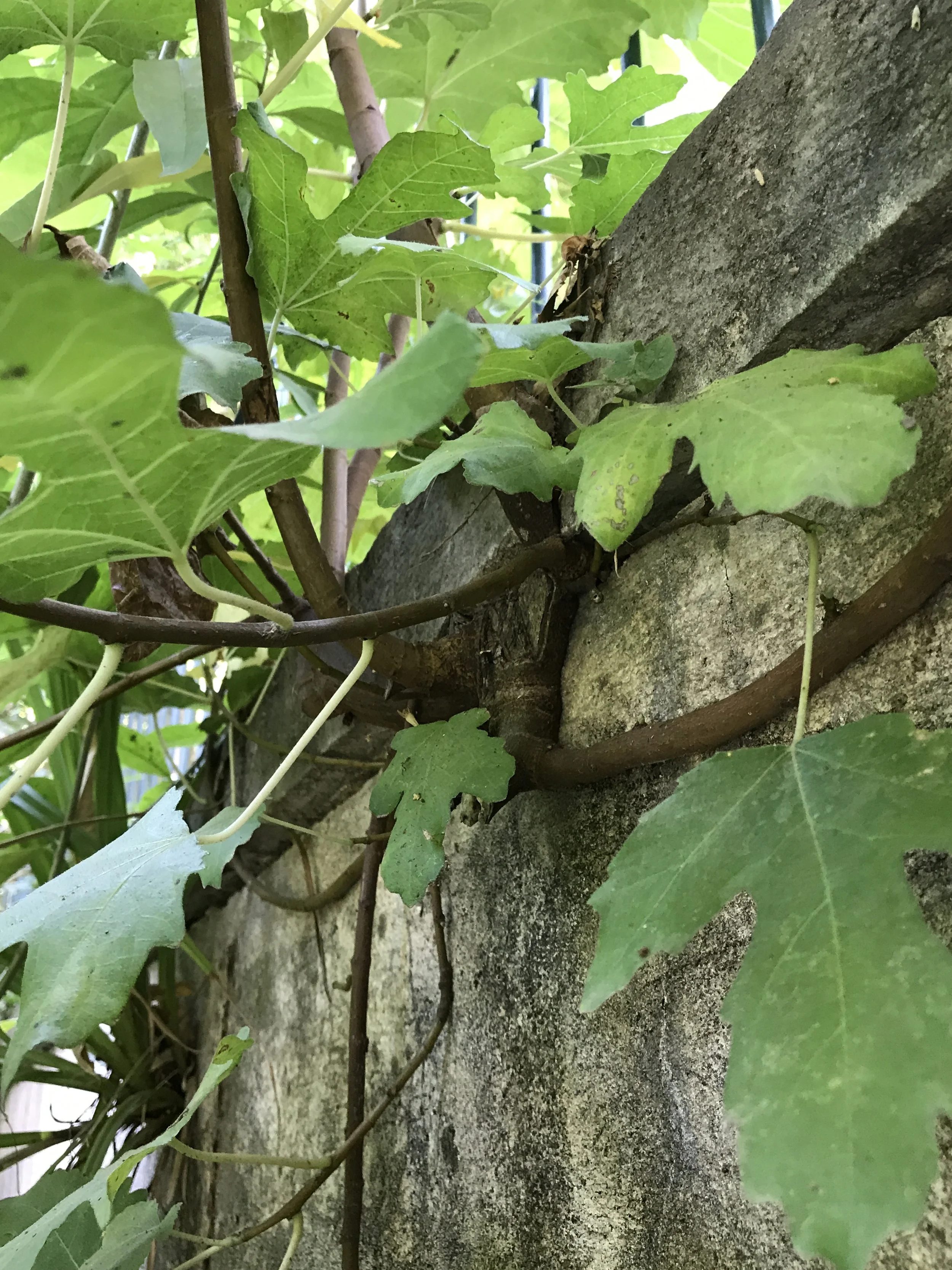  Here you can see the roots growing in the soil in and behind the crack 