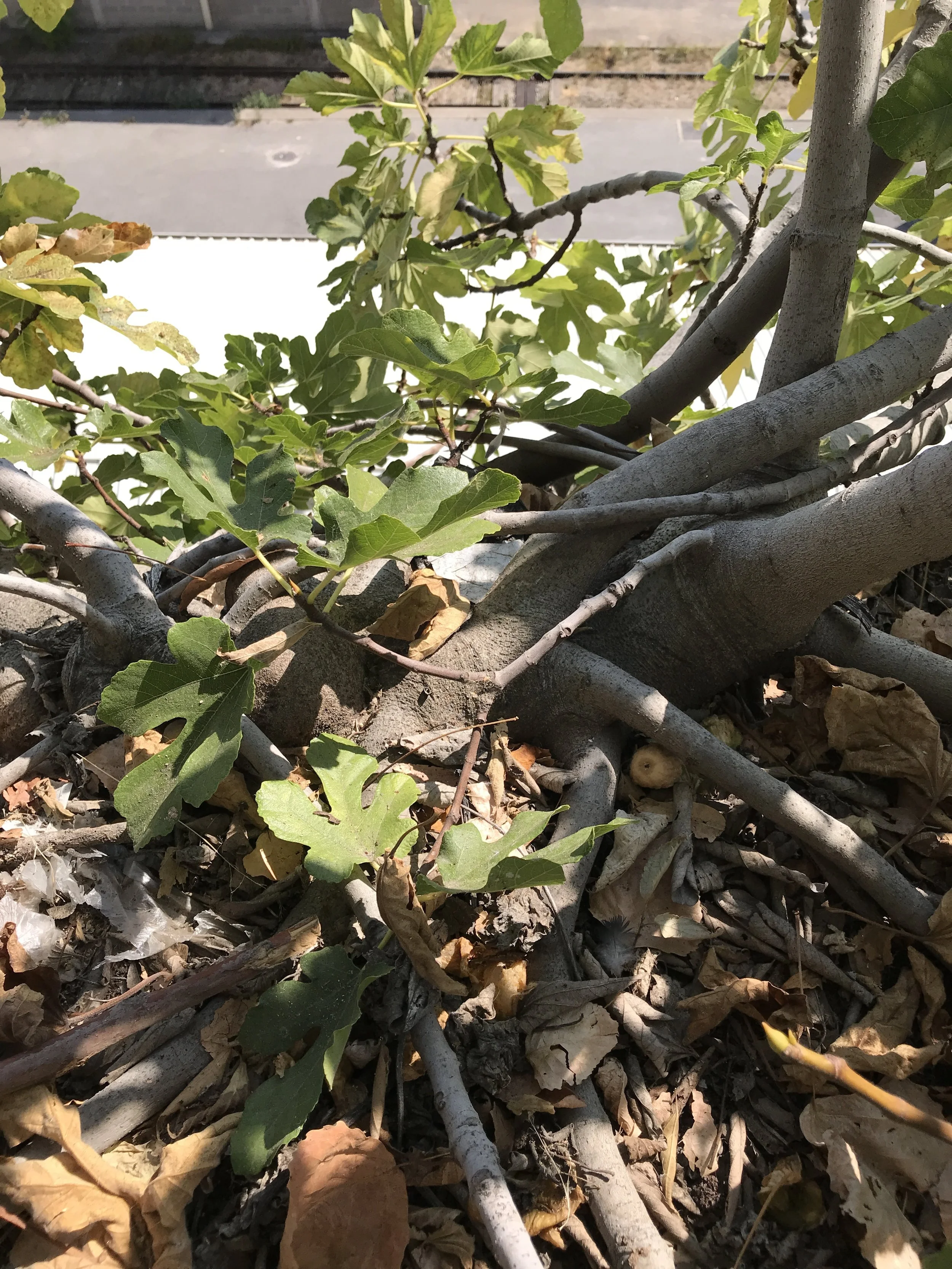  Here you can see the substantial root and trunk structure 