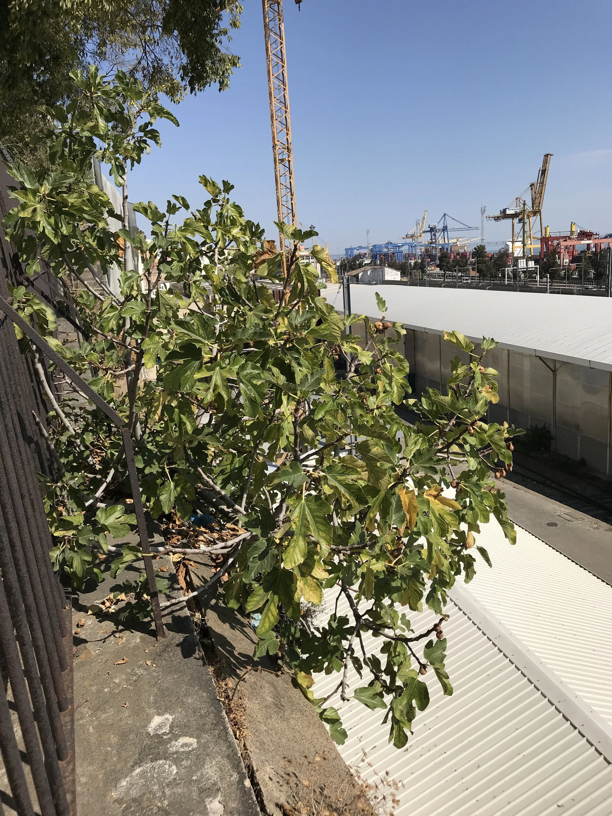  This is a rather large fig tree growing out of a wall near Santa Apolónia, station about 30 feet in the air. We were on our way to the Museu Nacional do Azulejo (National Tile Museum). Portugal is know for it beautiful tile work. The museum has disp