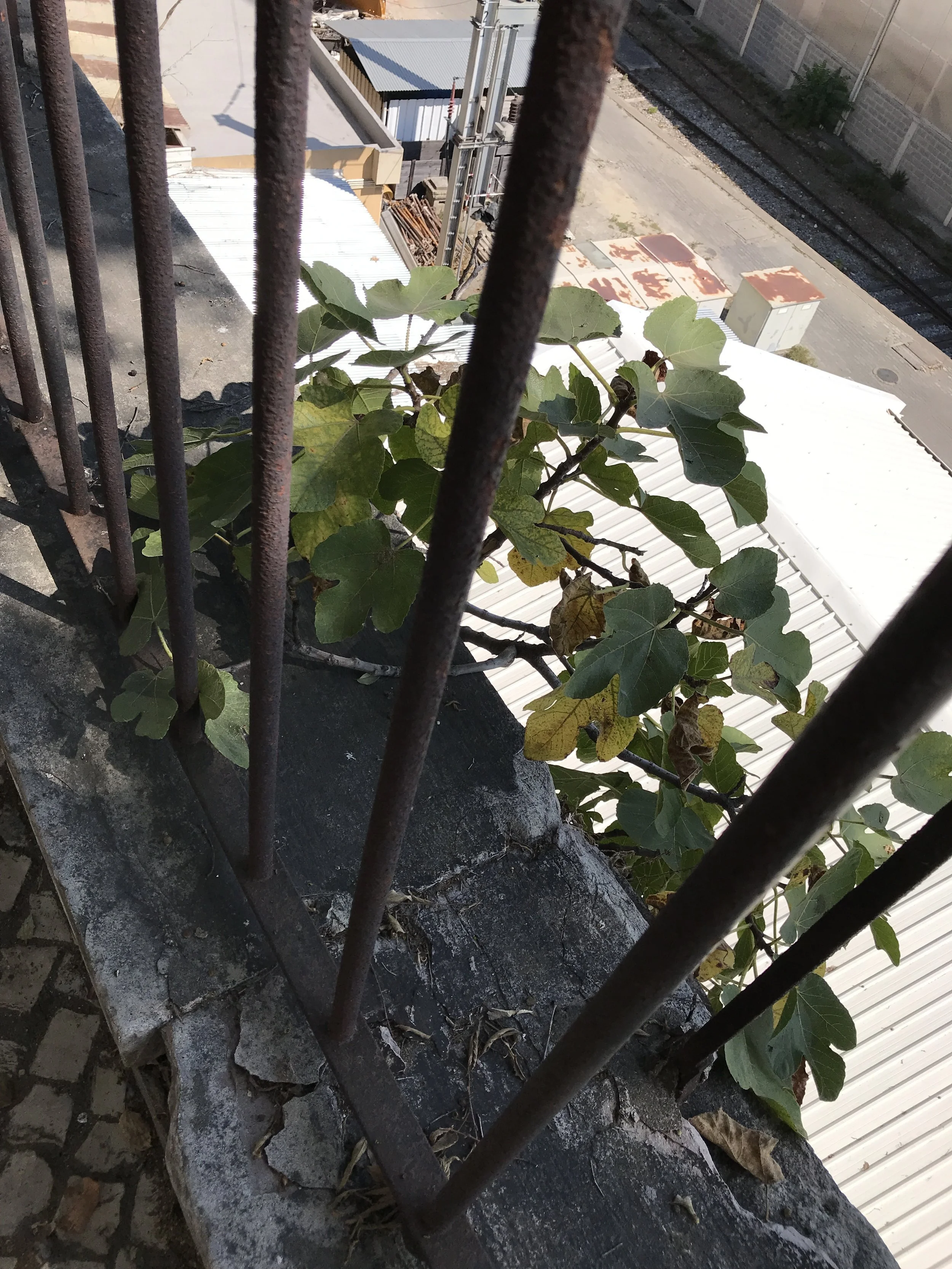  This fig tree growing in the wall in the same area was much smaller that the first one. 